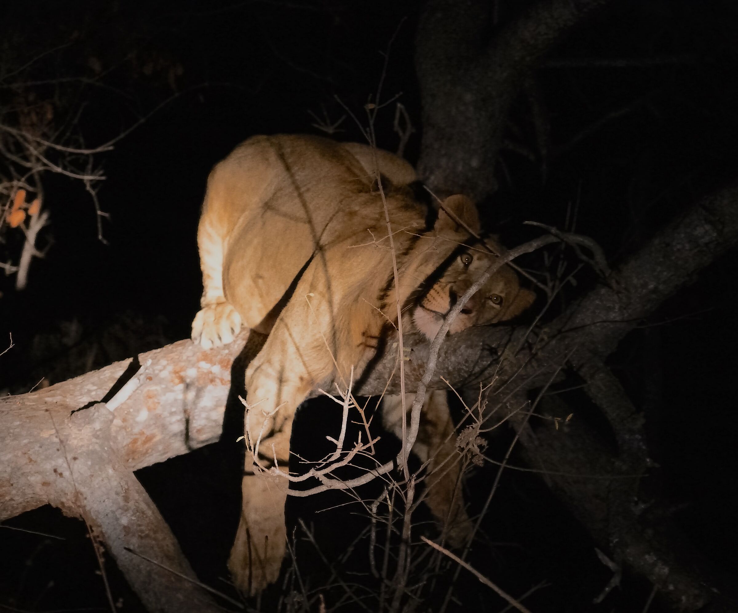 Lioness "stravaccata"