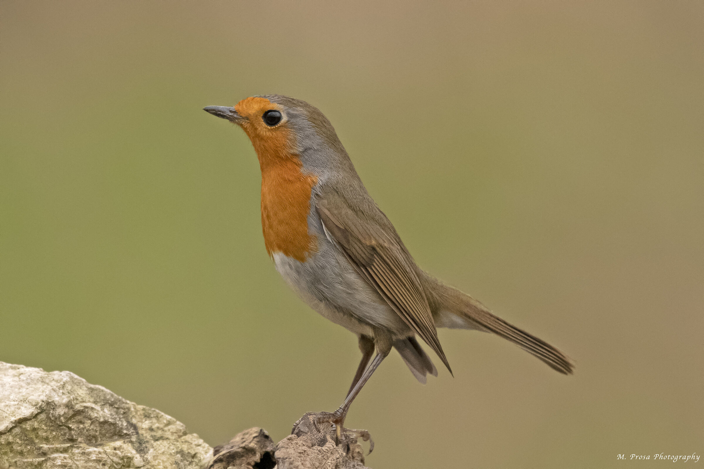 Robin (Erithacus rubecula)