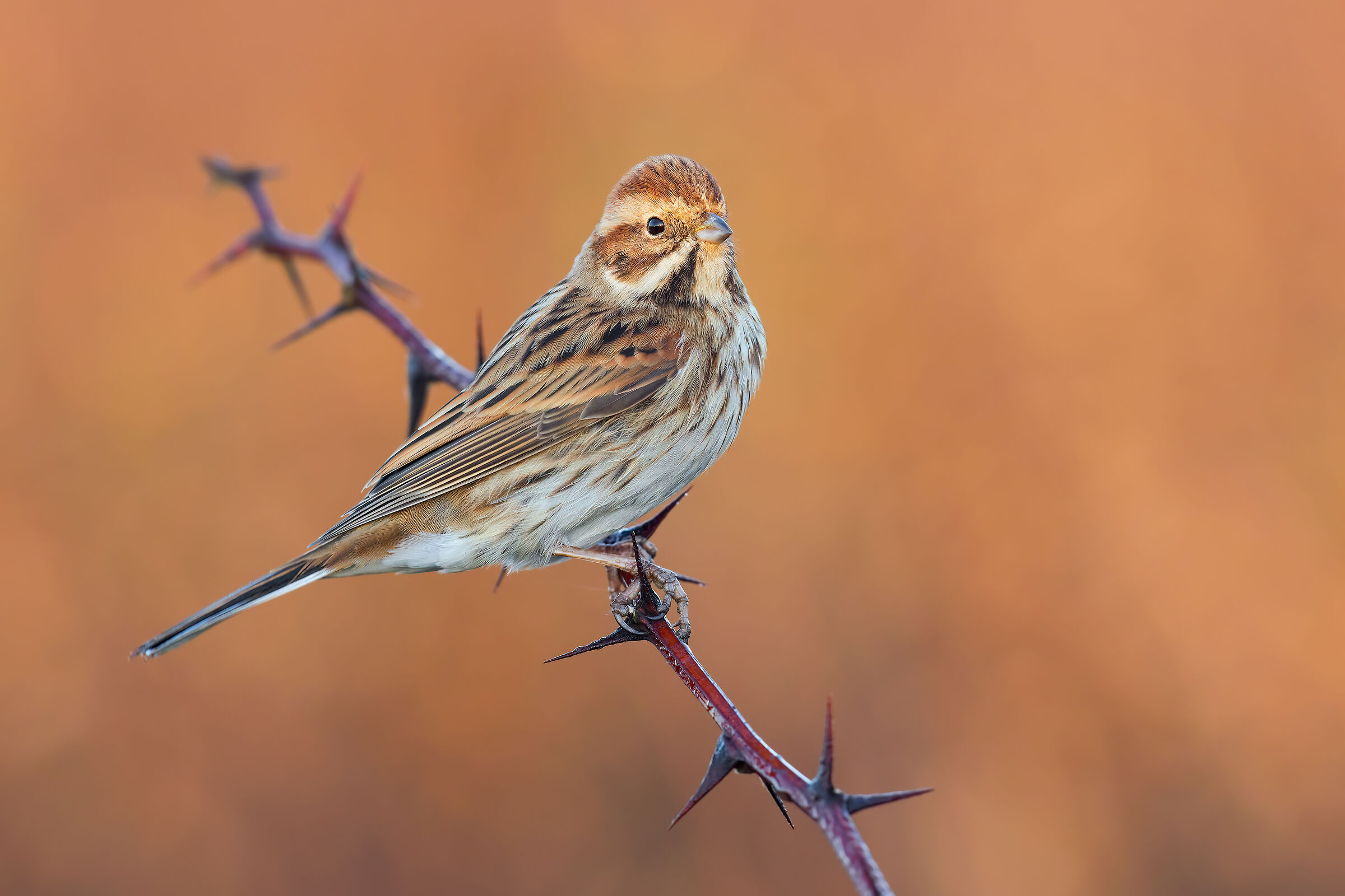 Migliarino di Palude