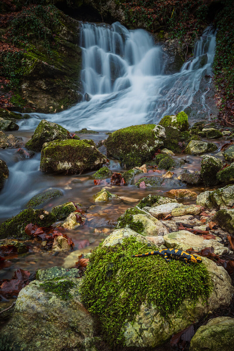 The step of the salamander