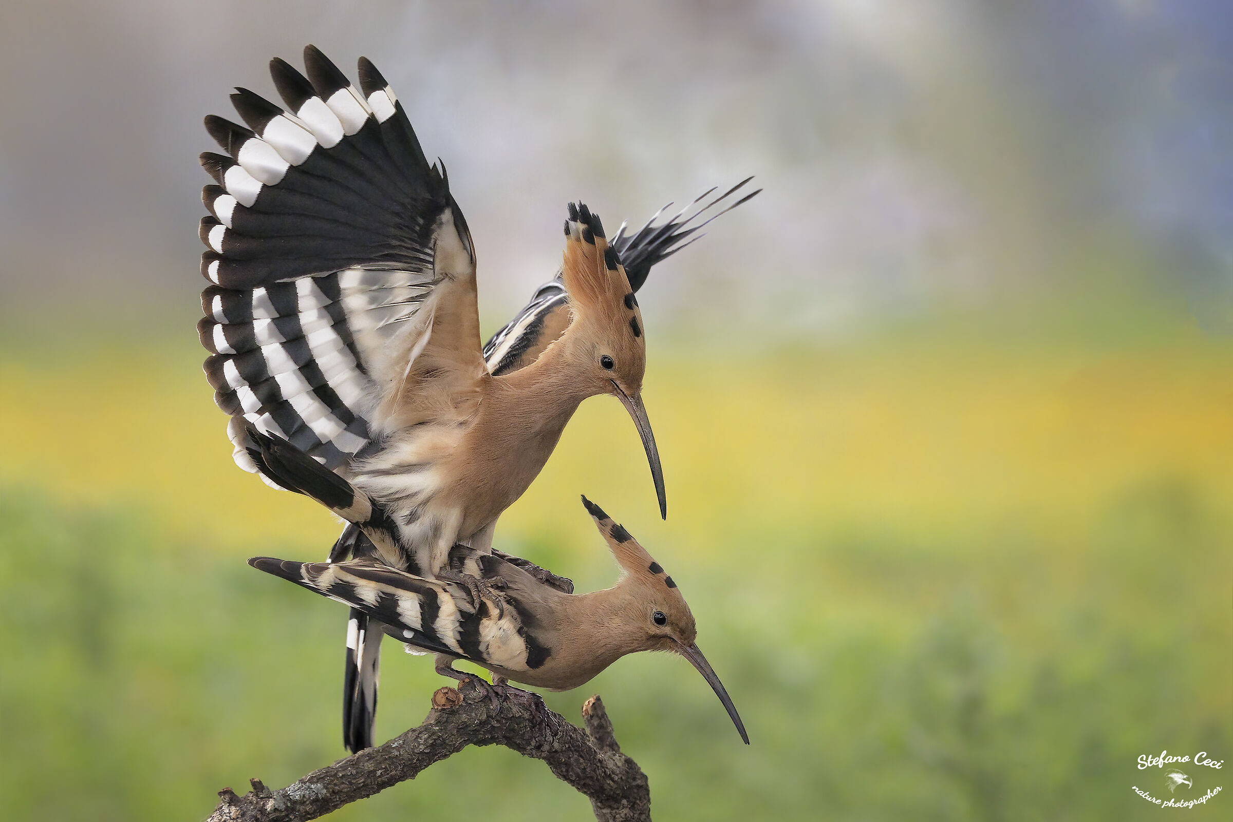 Hoopoe in love