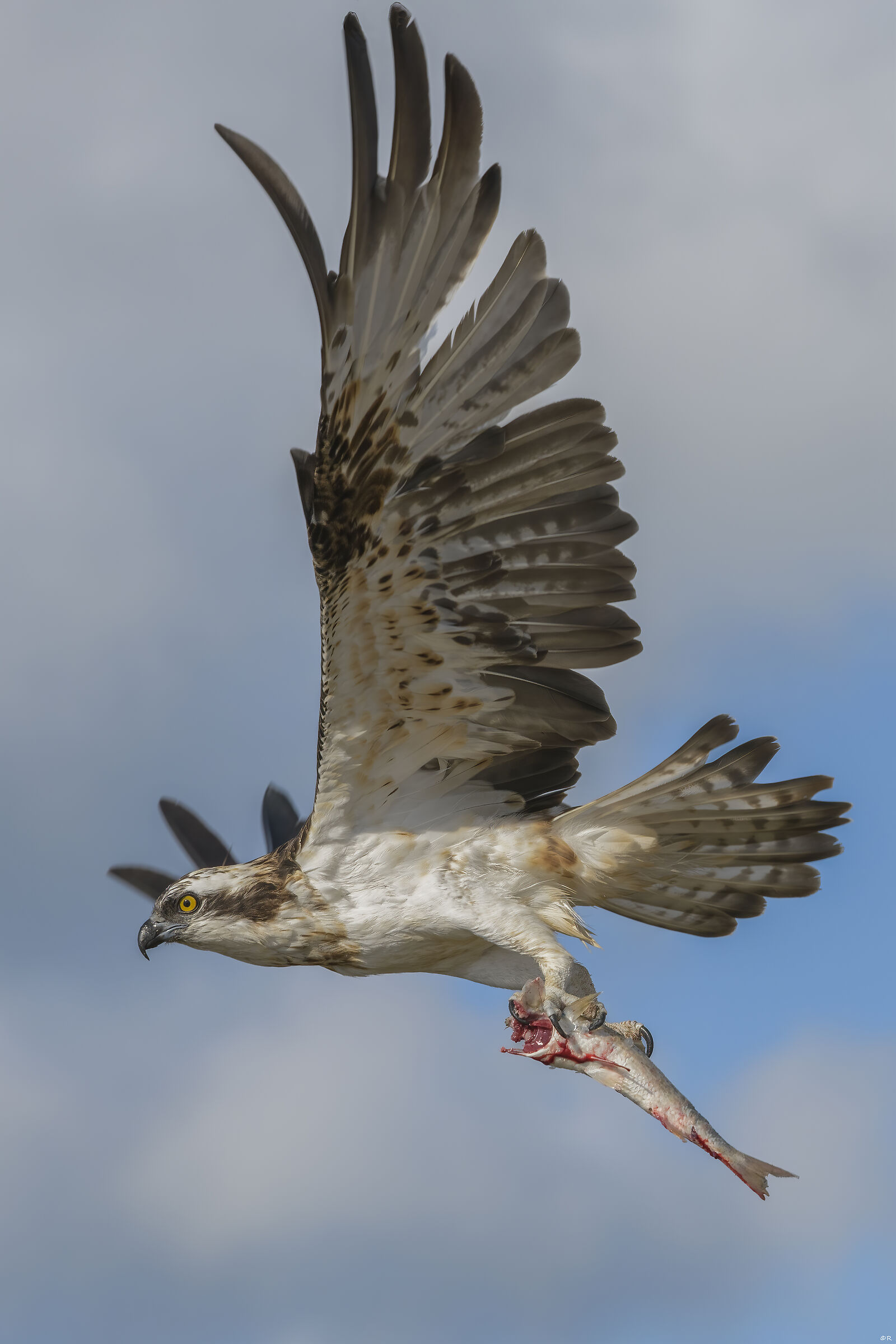 Falco pescatore flyby with fish