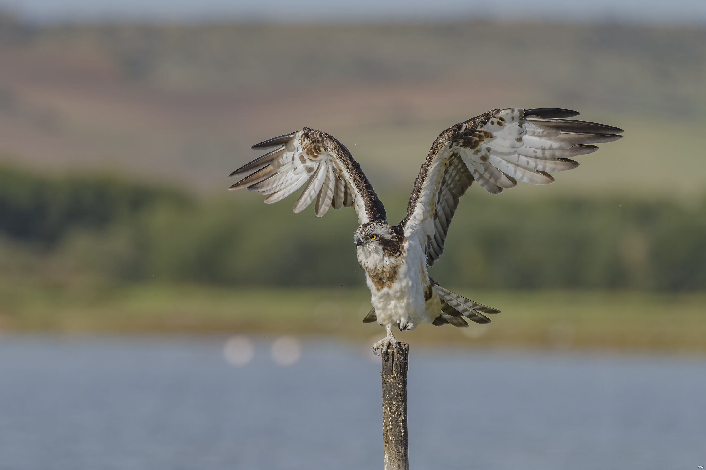 Falco pescatore kungfu