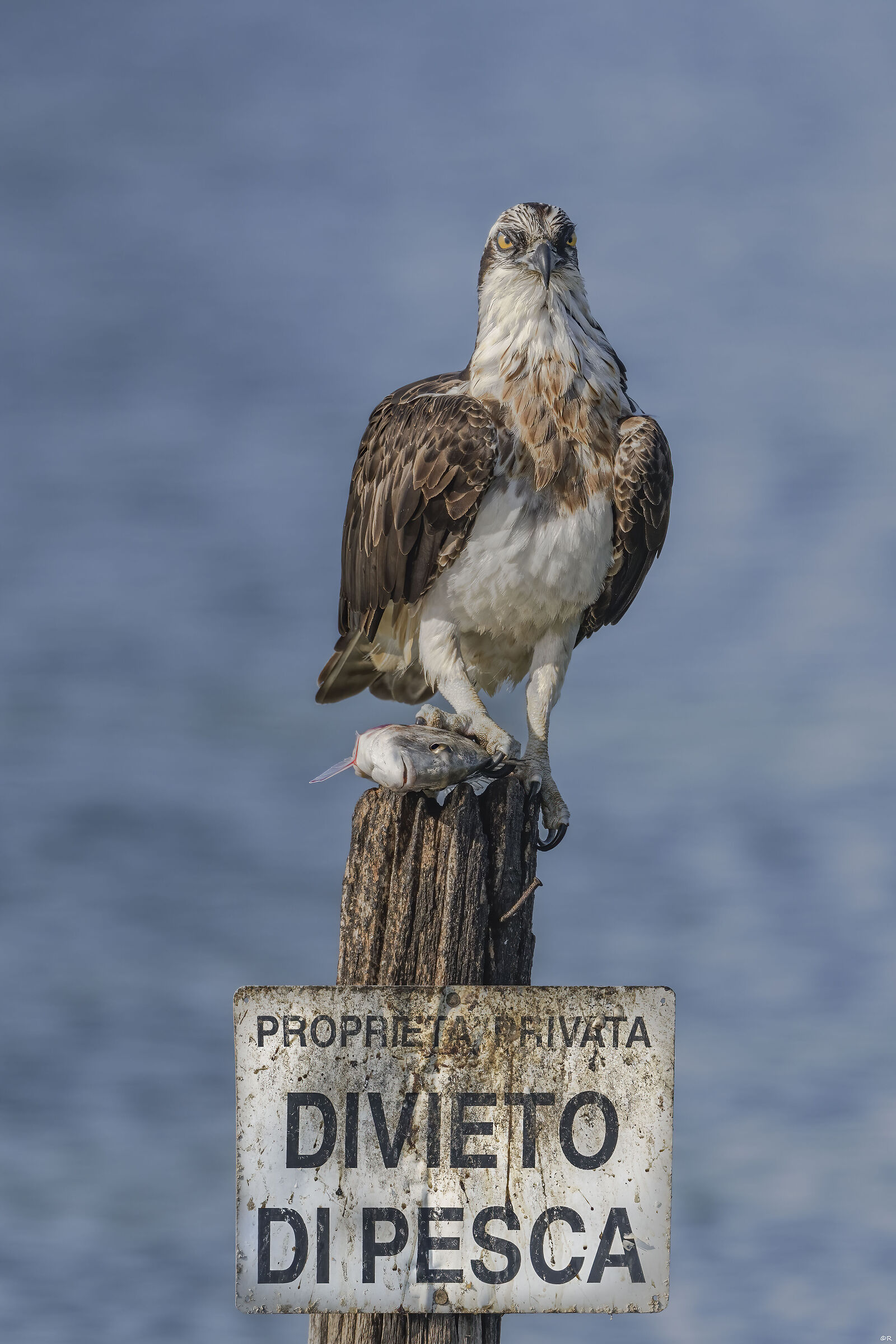 Falco pescatore "dont touch my fish"