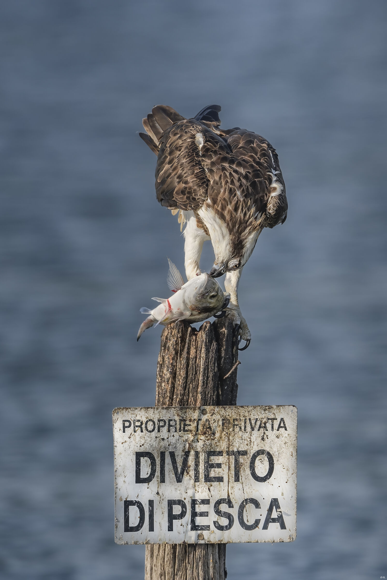 Falco pescatore "the kiss of death"