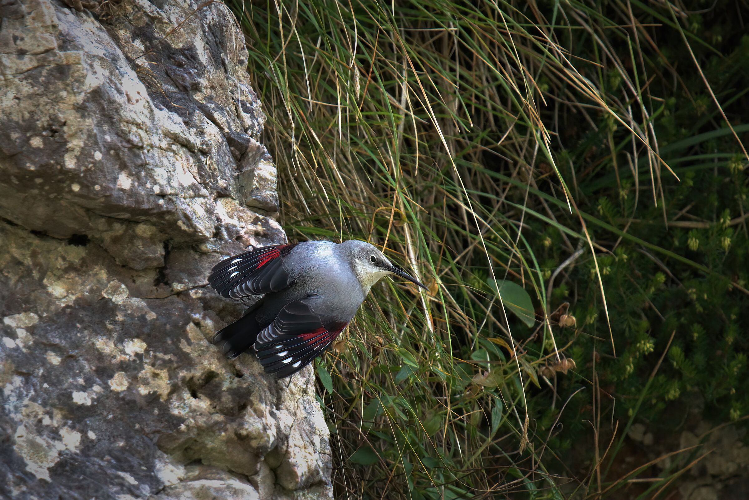 wallcreeper