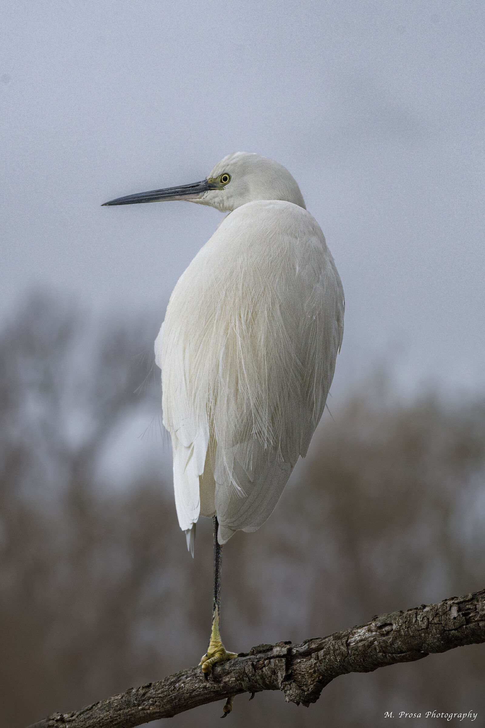 Egret