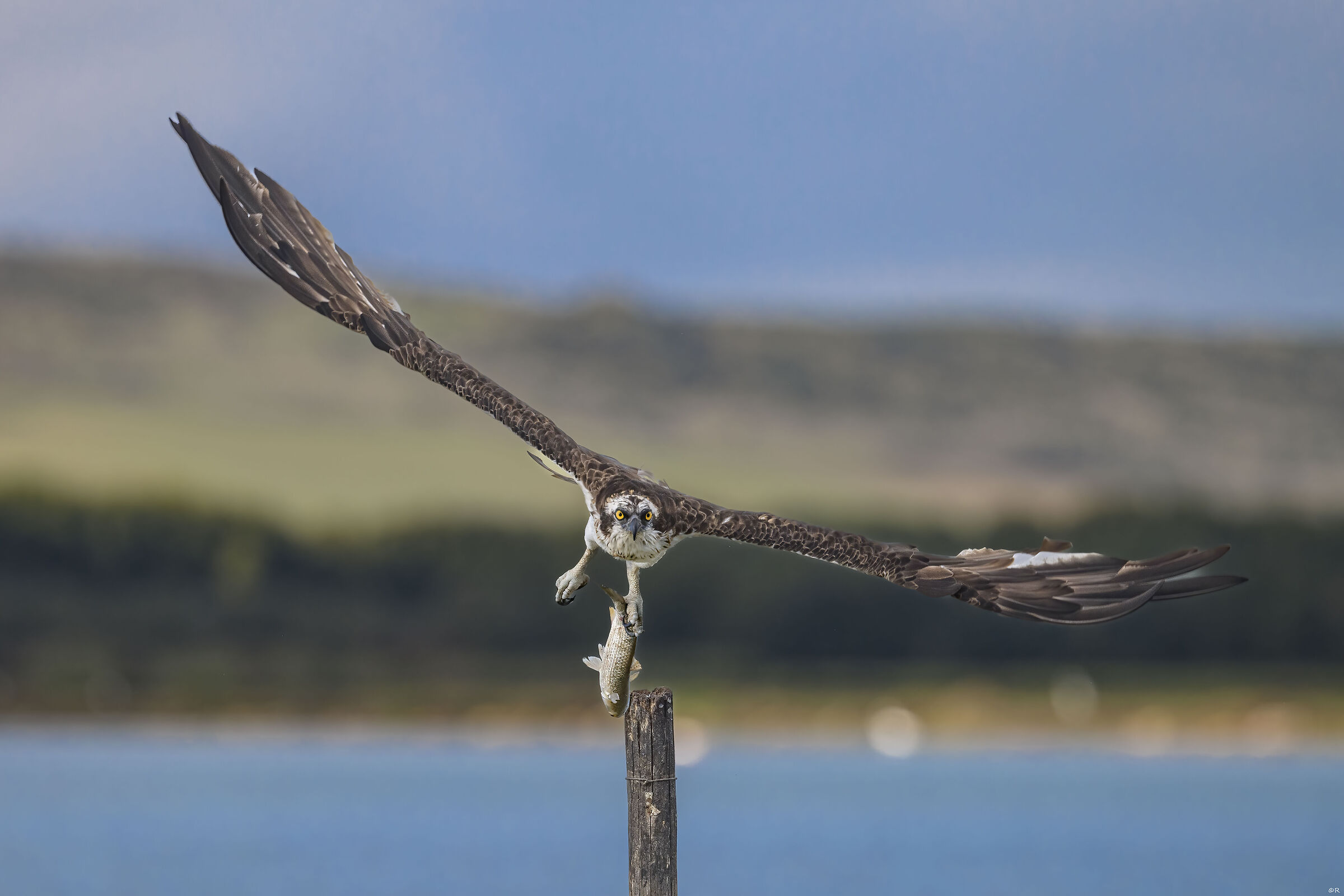 Falco pescatore up and away!