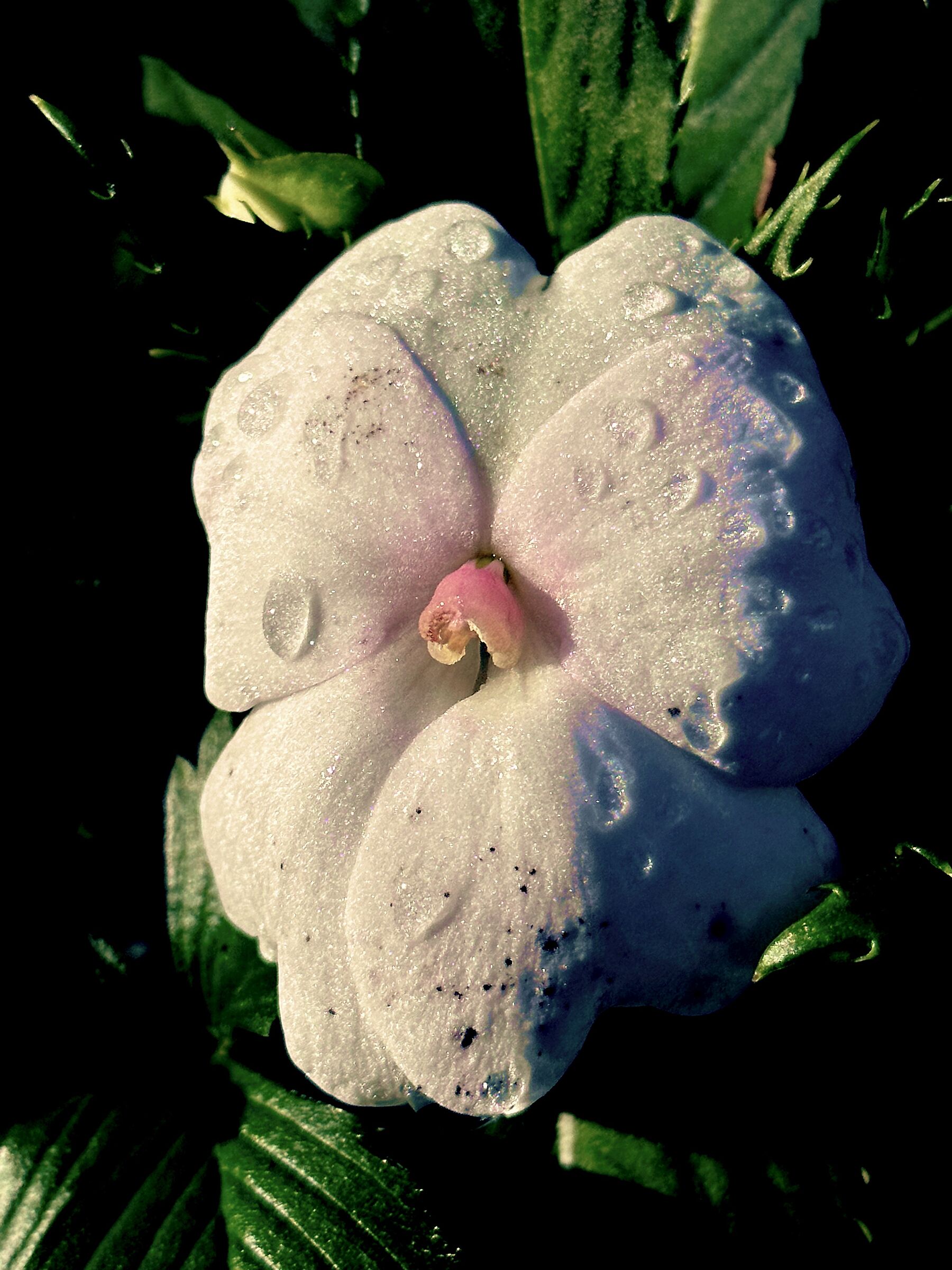 Fiori d'inverno