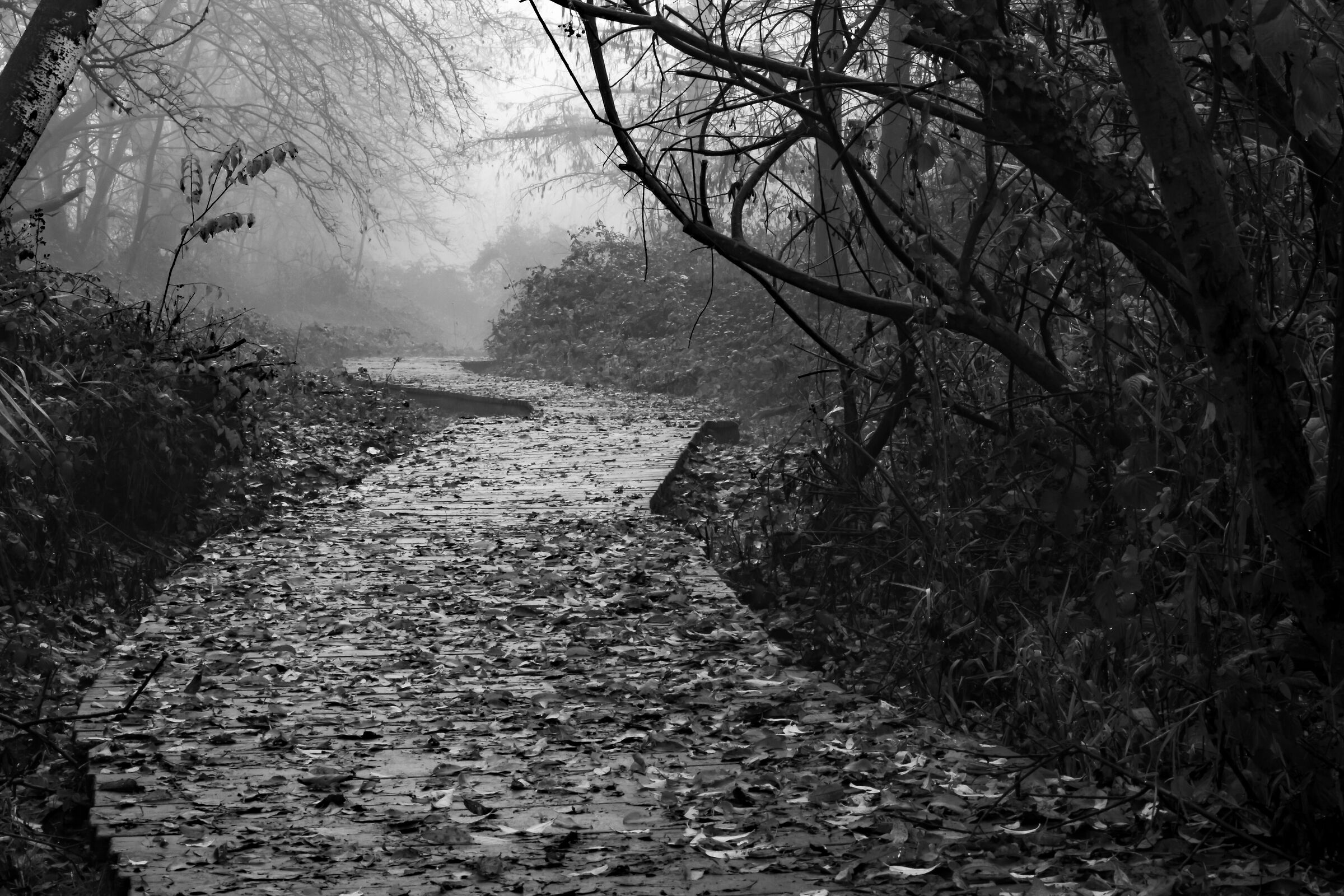 Nebbia sulla passerella di legno
