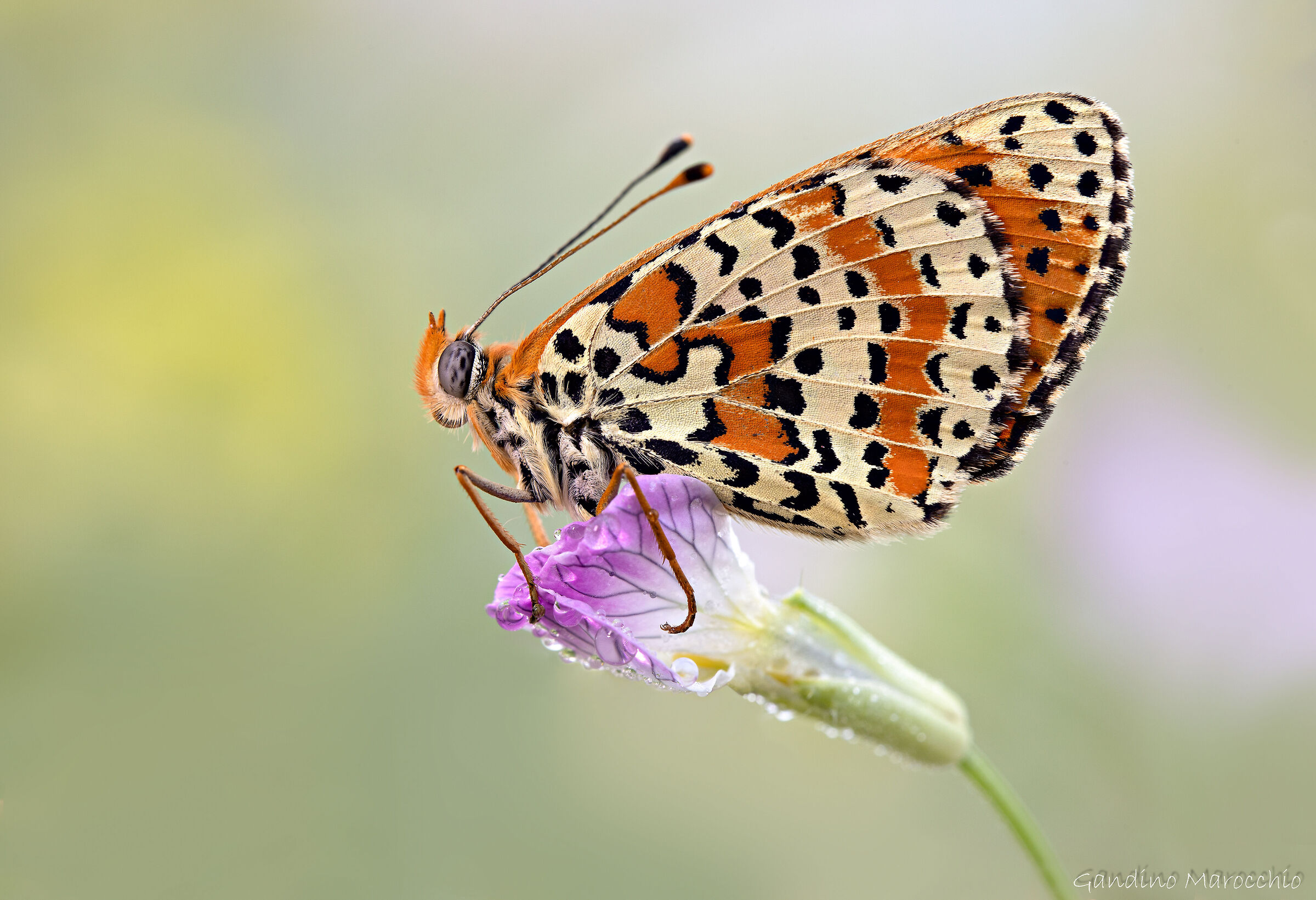 Melitaea Dydima