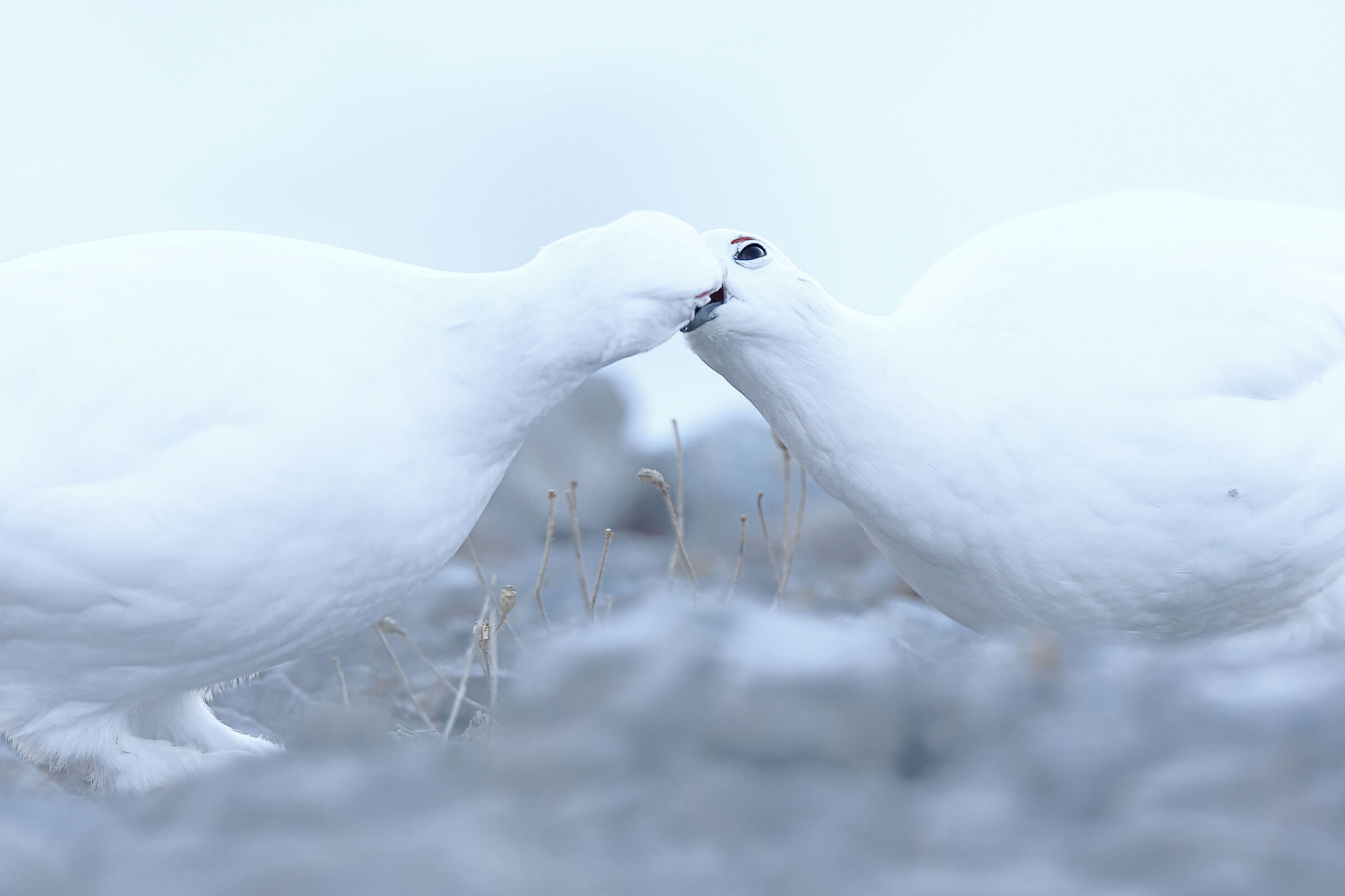 Kiss me