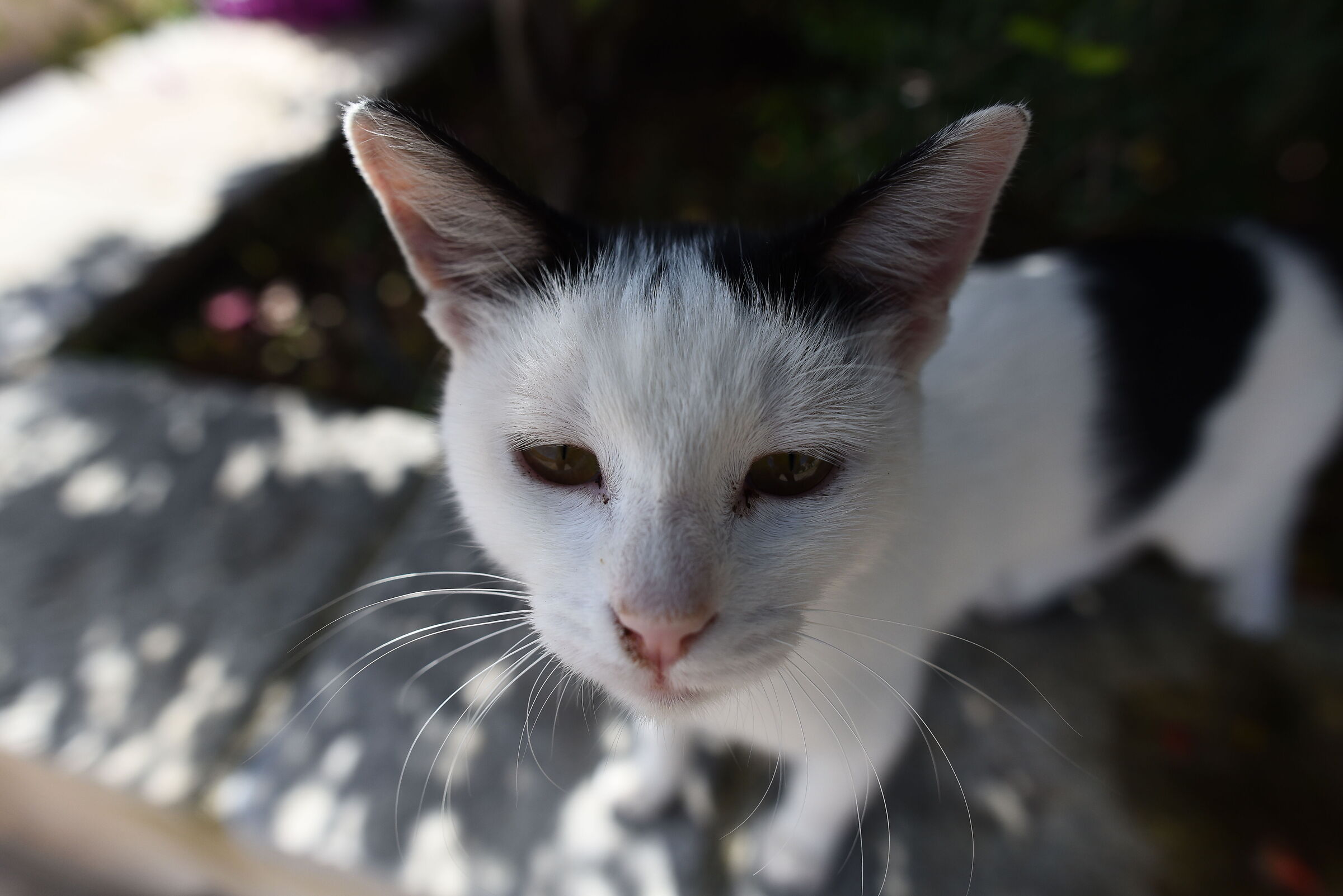 Otus Zeiss 28, 1.4- Nikon D 750
