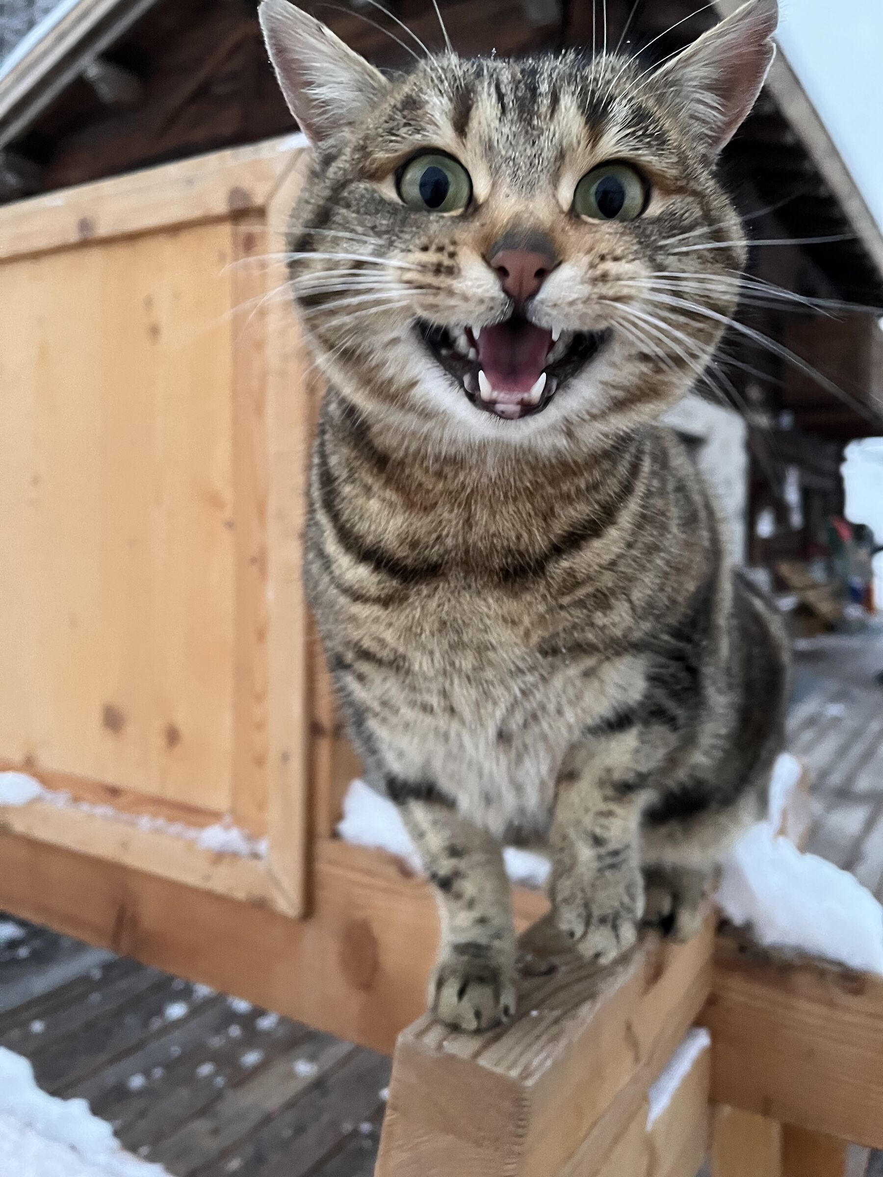 The cat of a mountain hut