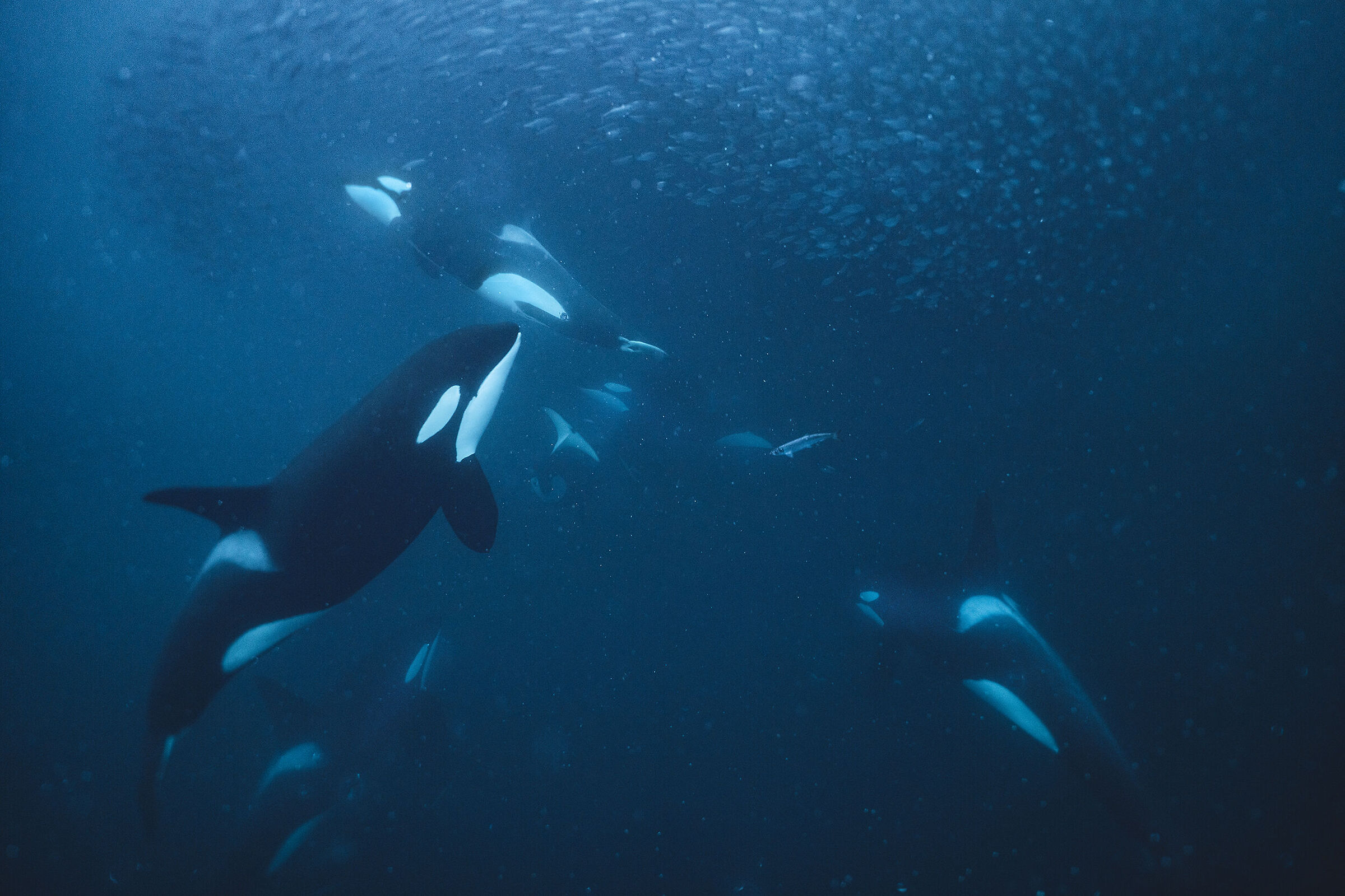 Killer whales hunting