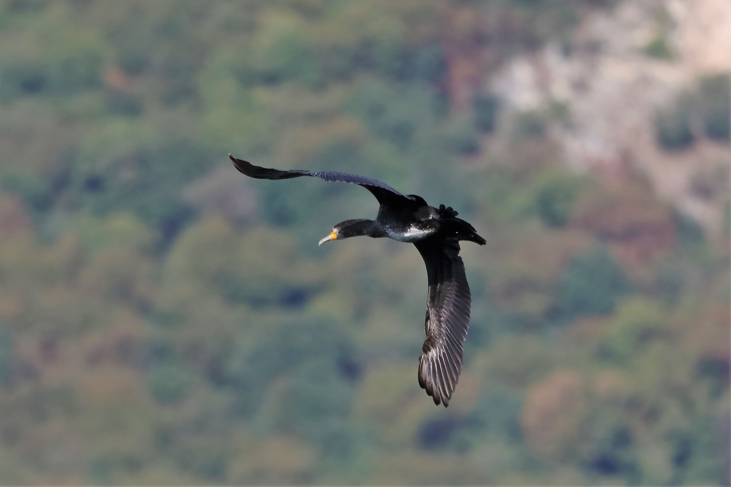 cormorano 29-09-2022