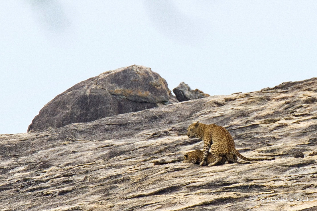 mating leopards on the rock