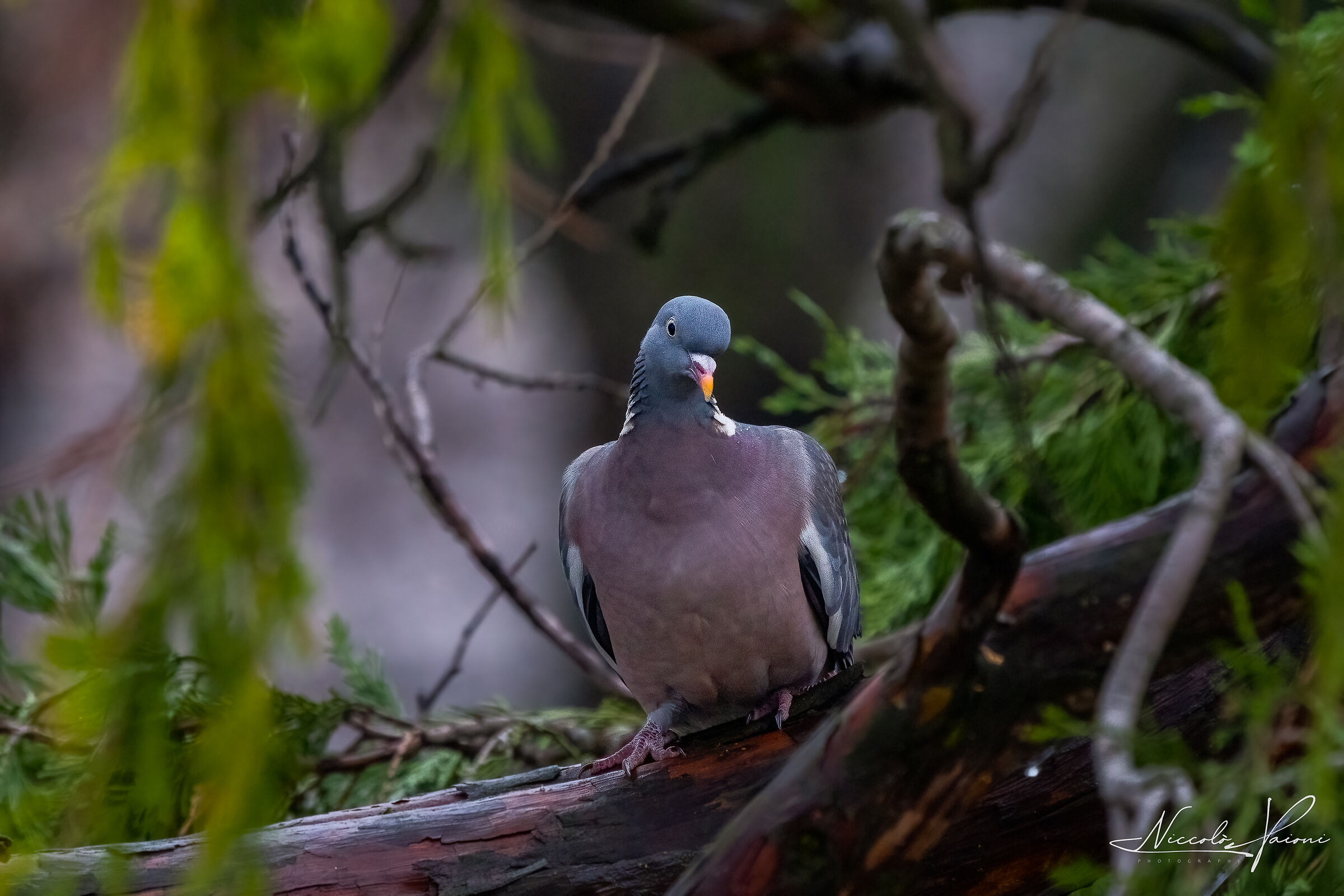 wood pigeon