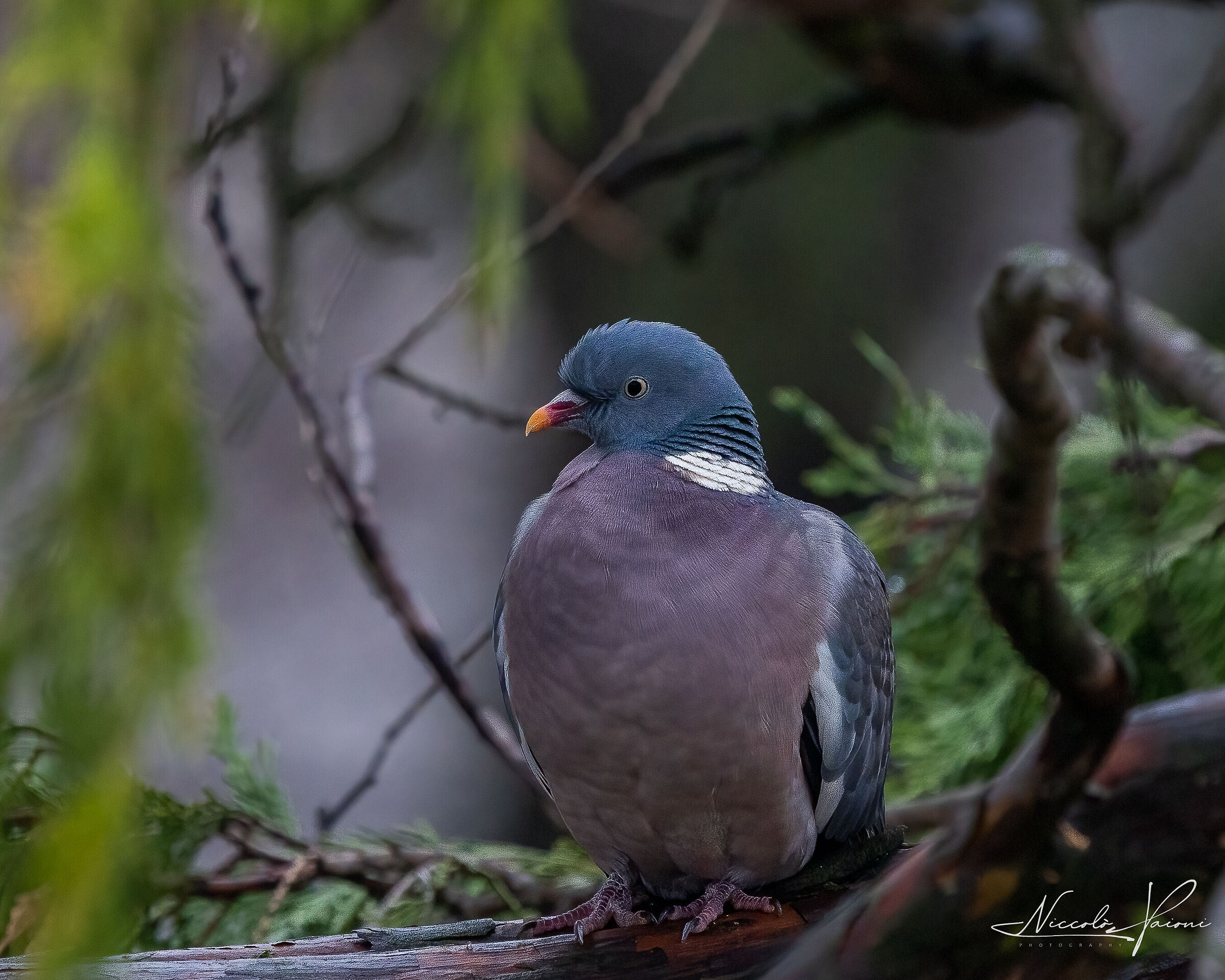 wood pigeon