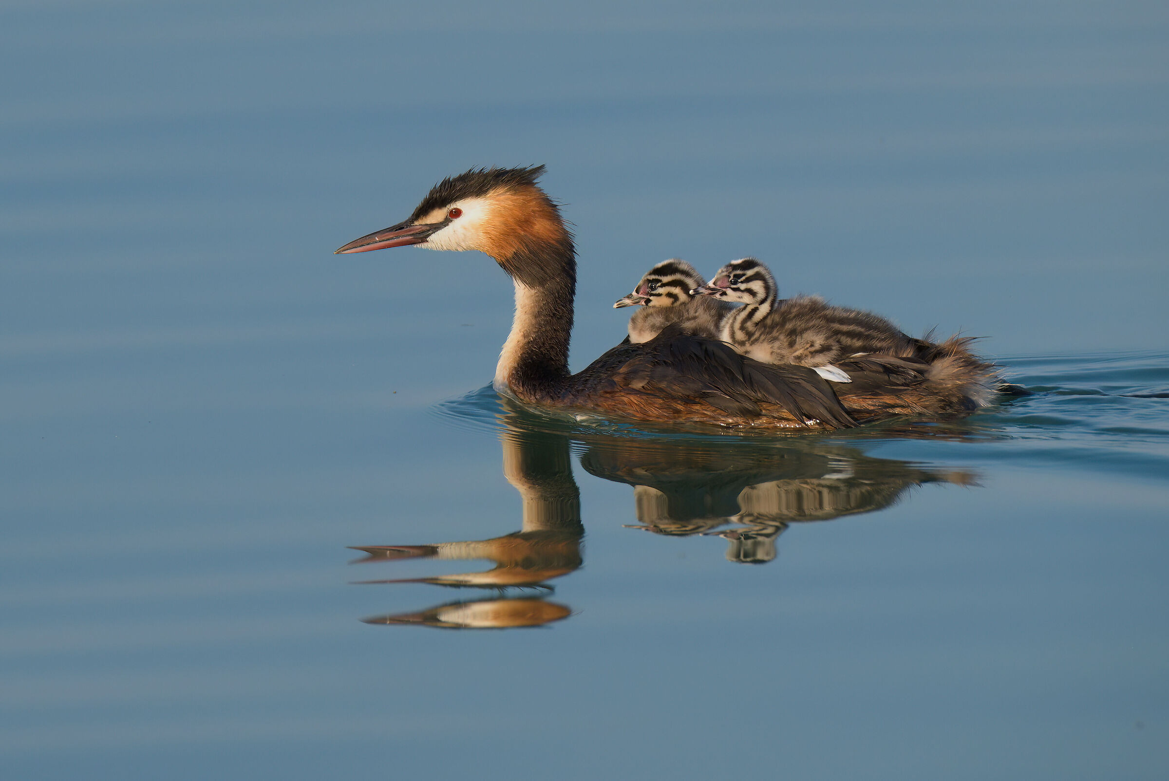 Great crested grebe