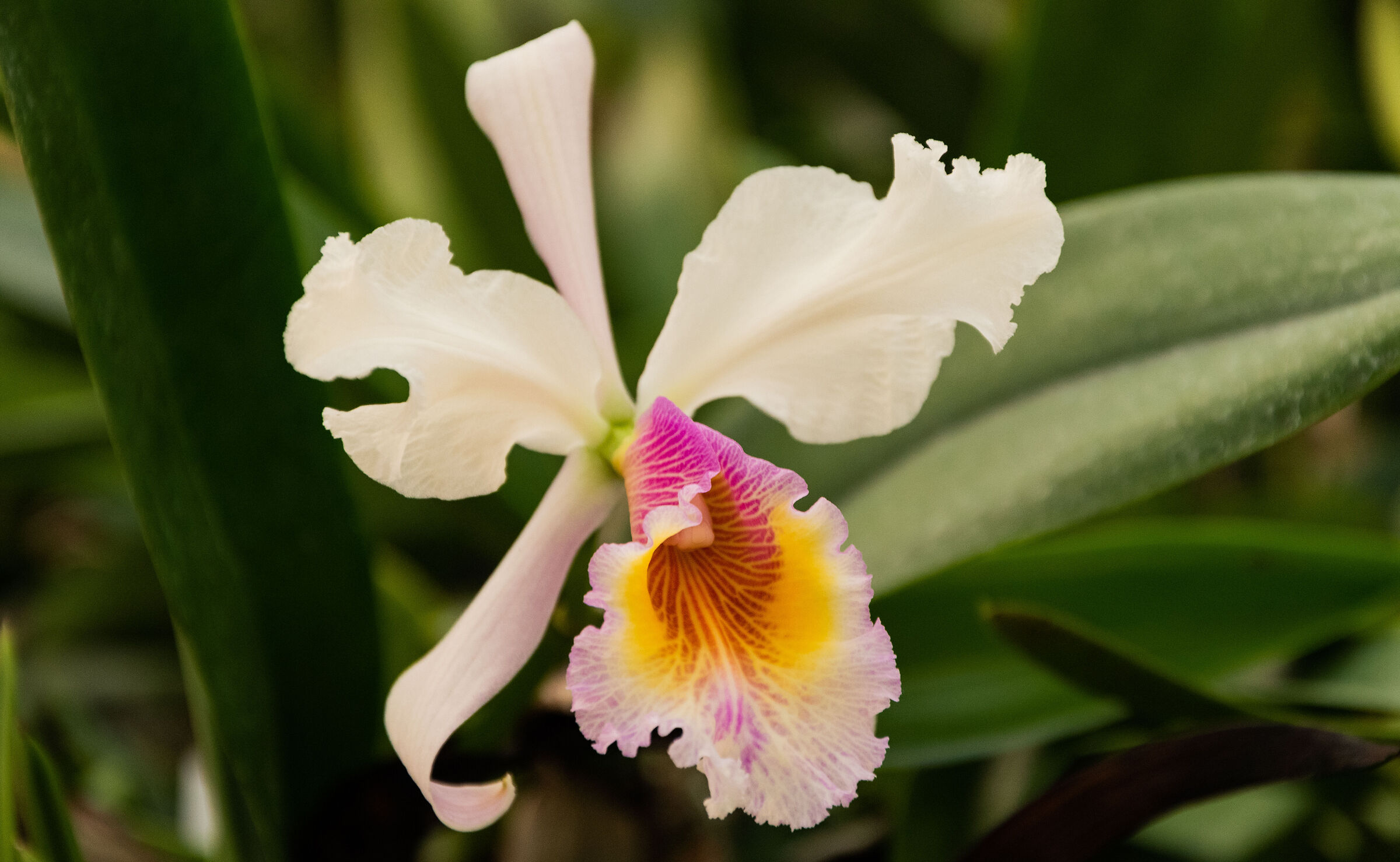 Cattleya labiata semi alba x cattleya dowiana aurea