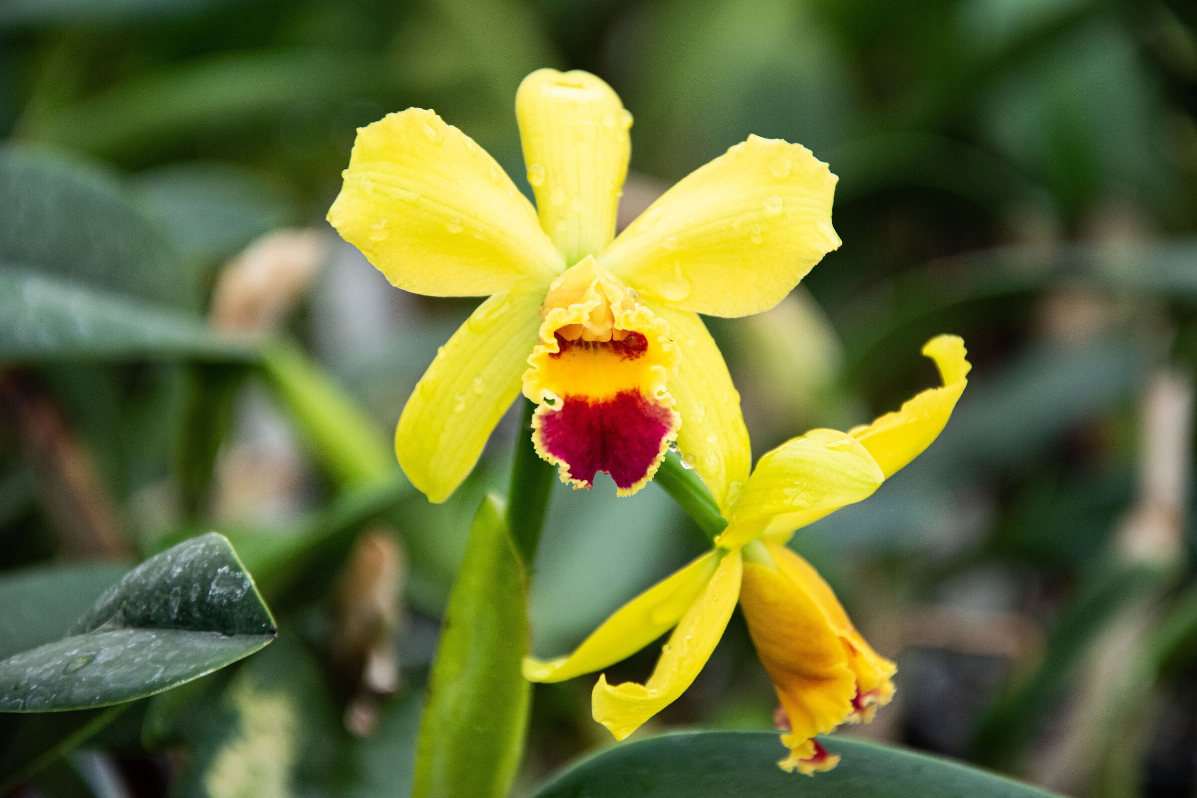 Cattleya gialla