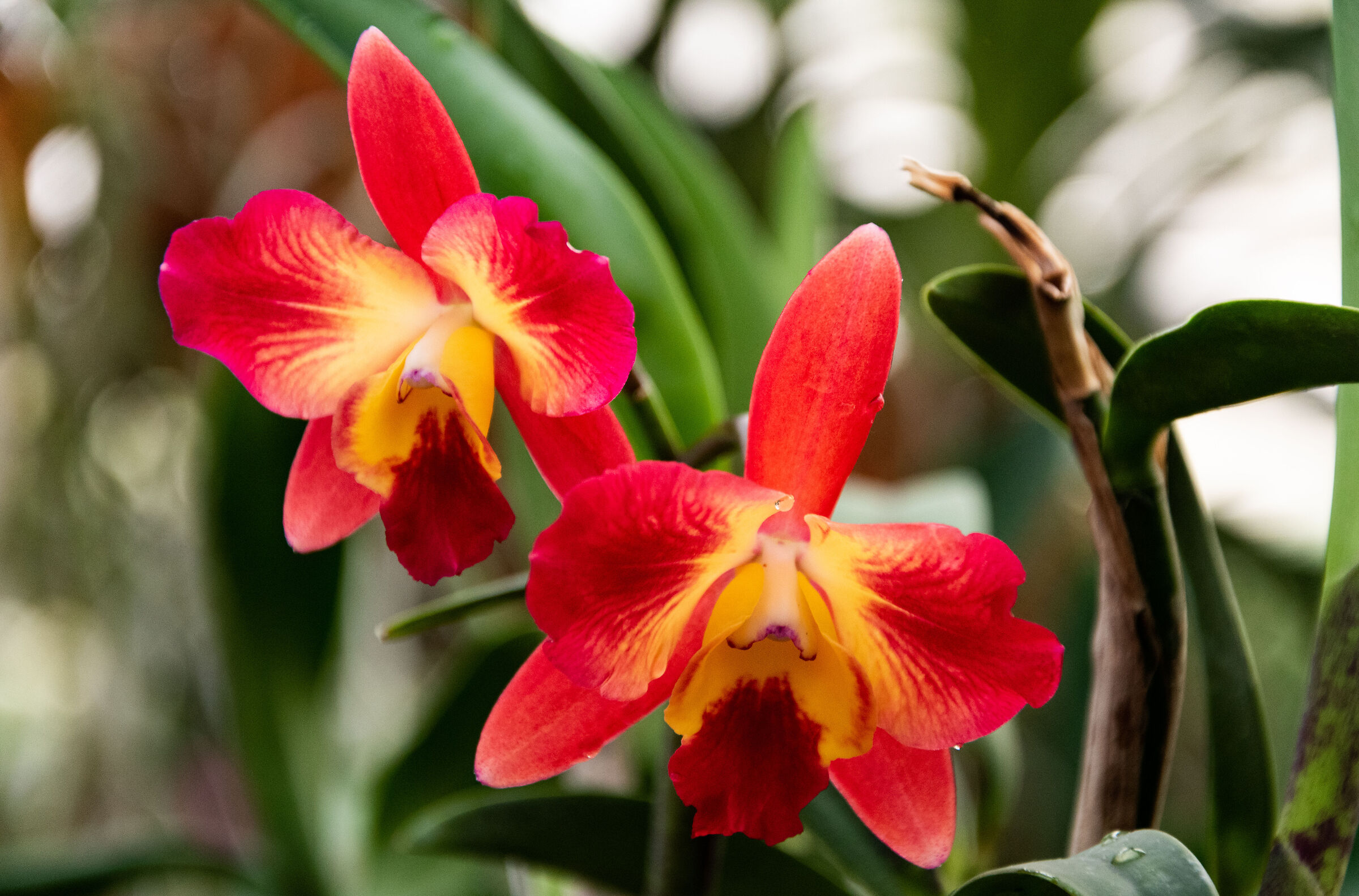 Cattleya Cosmic Delite