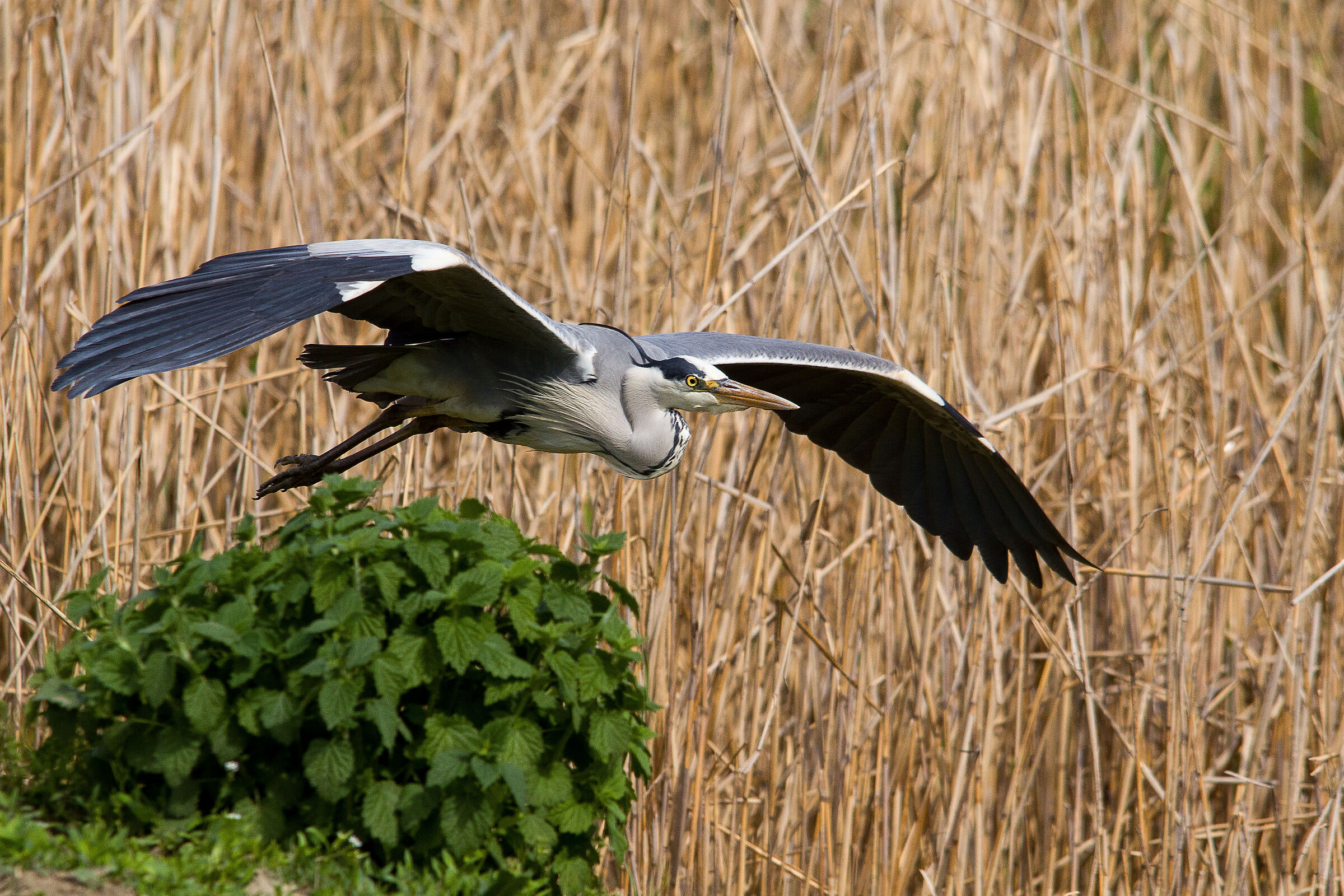 In planata (airone cenerino)