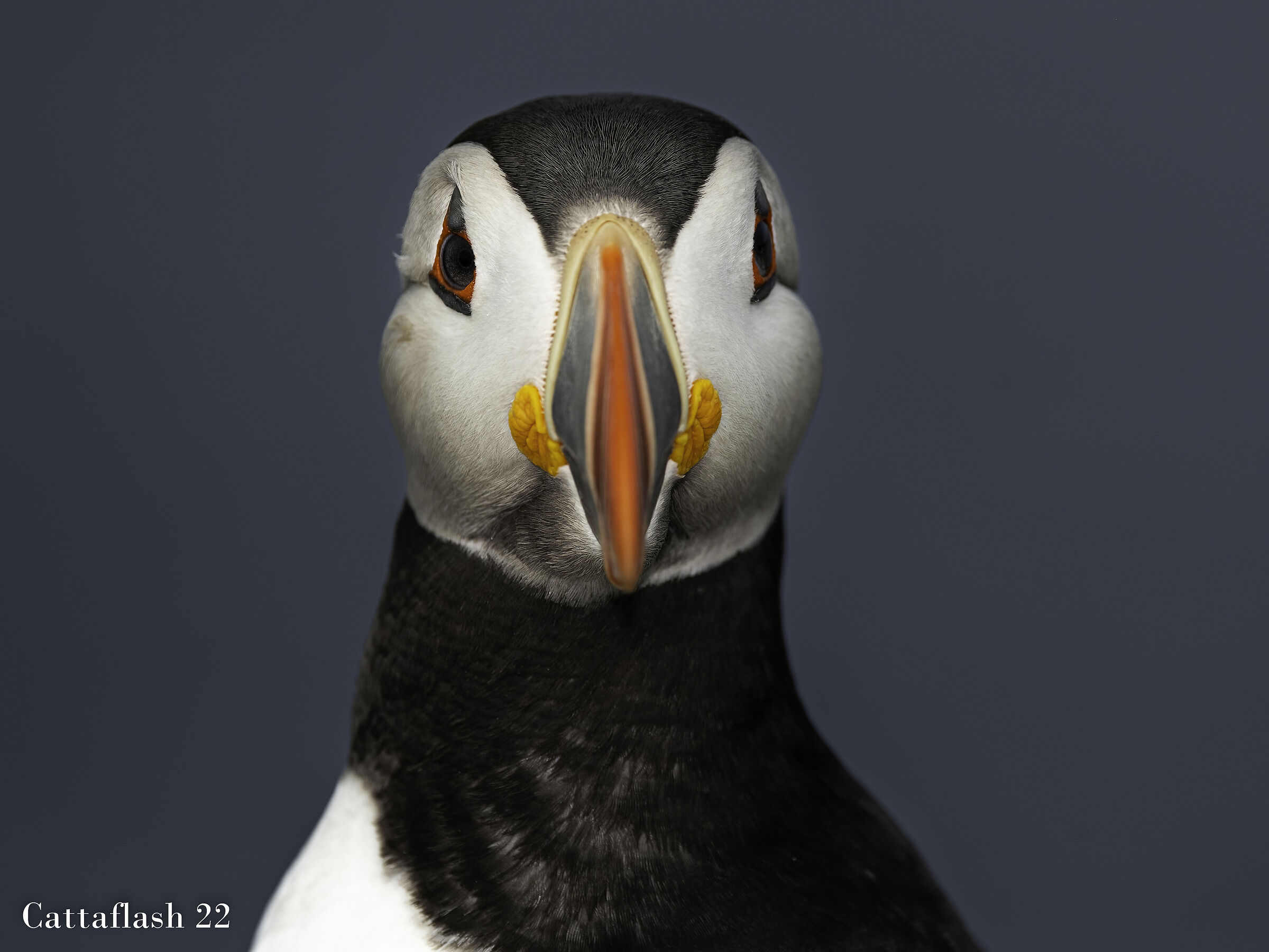 Puffin