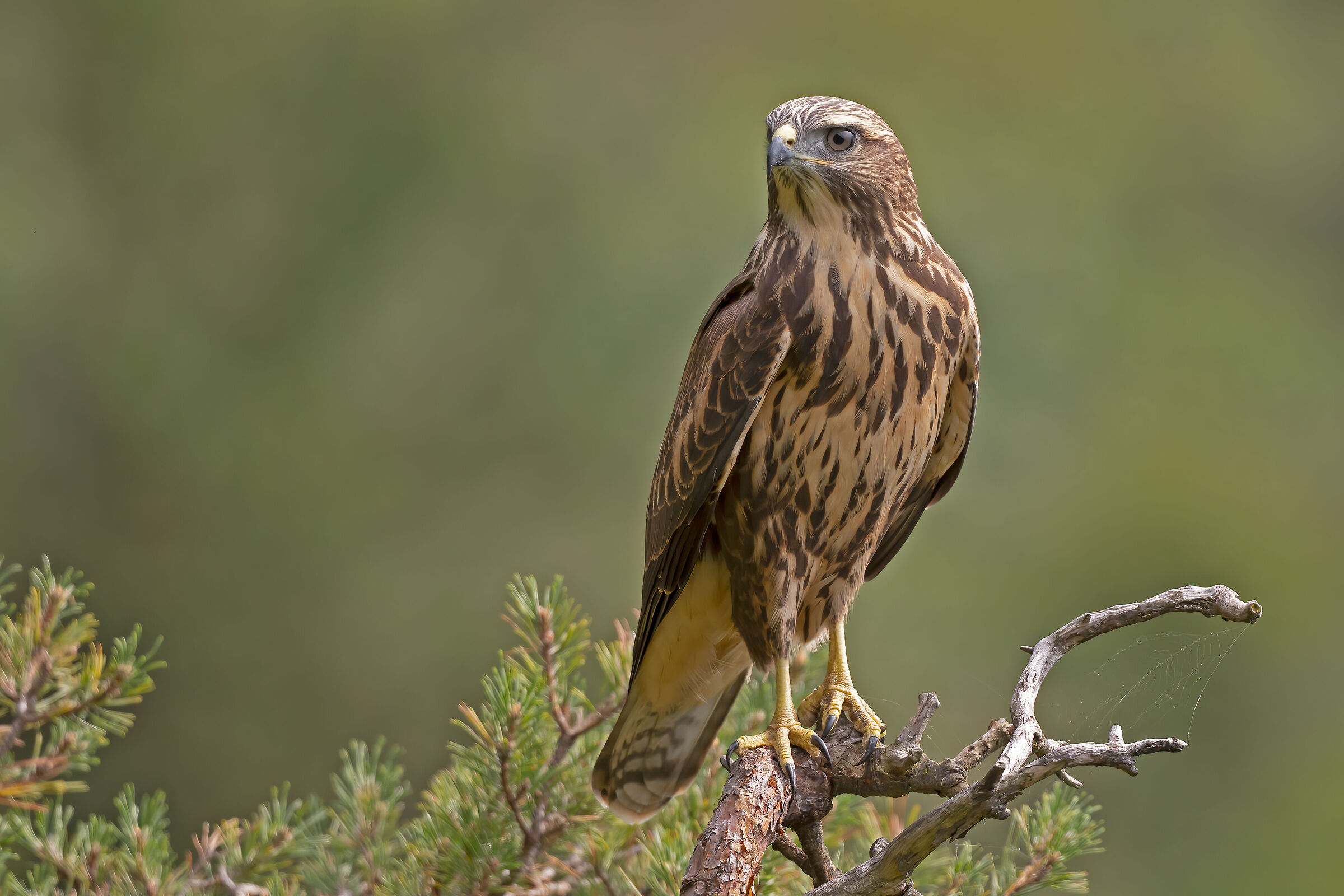Young Buzzard