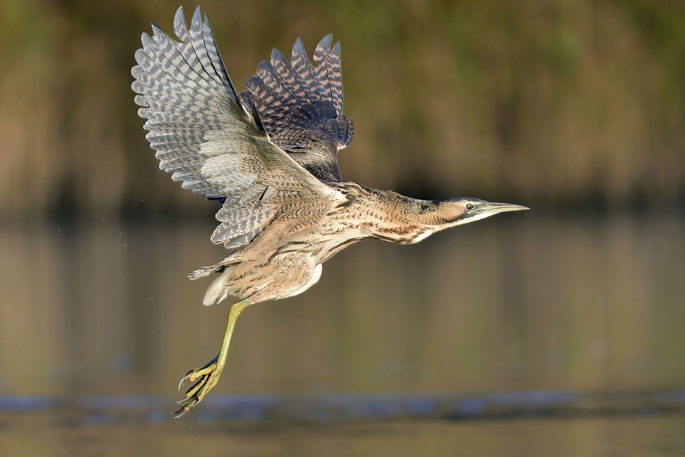 Bittern (Botaurus stellaris)