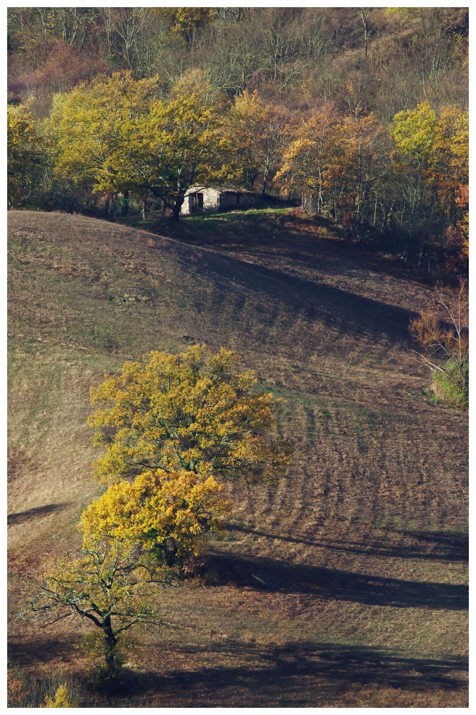 Put a hut among the autumn colors
