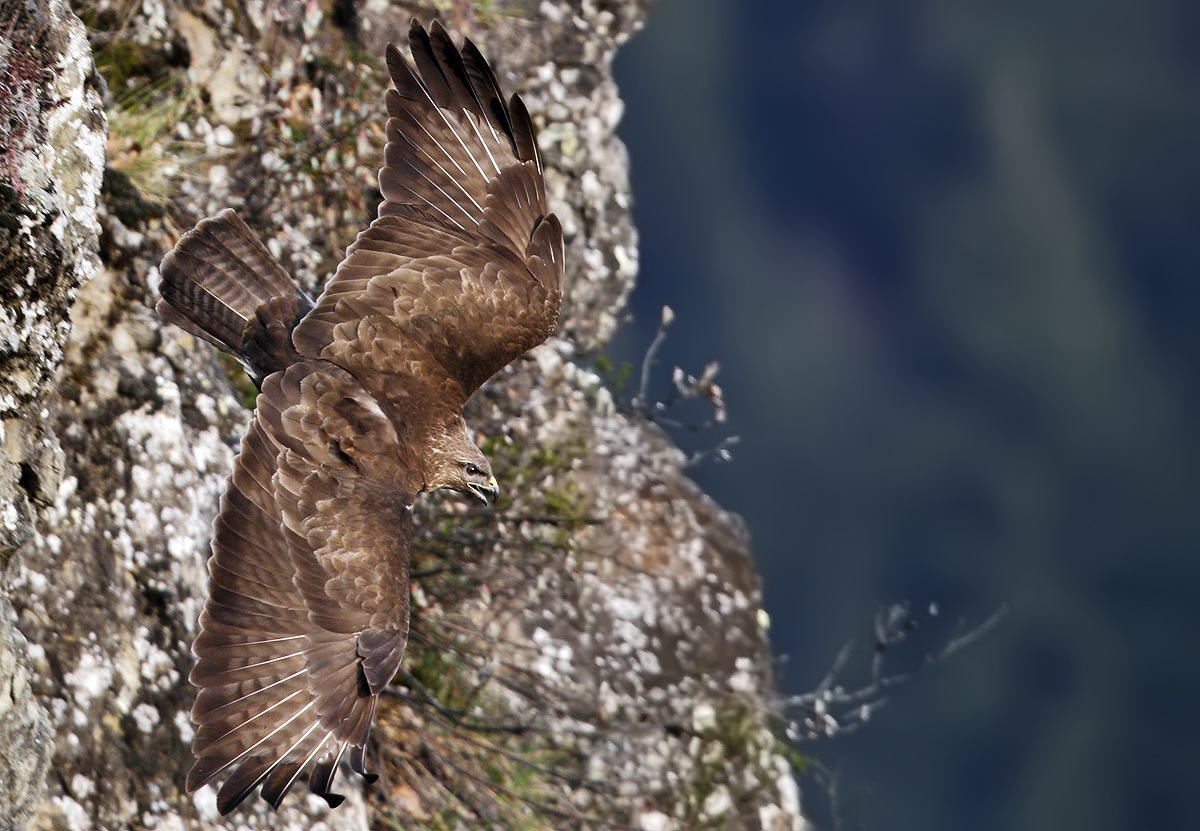 Buzzard in flight