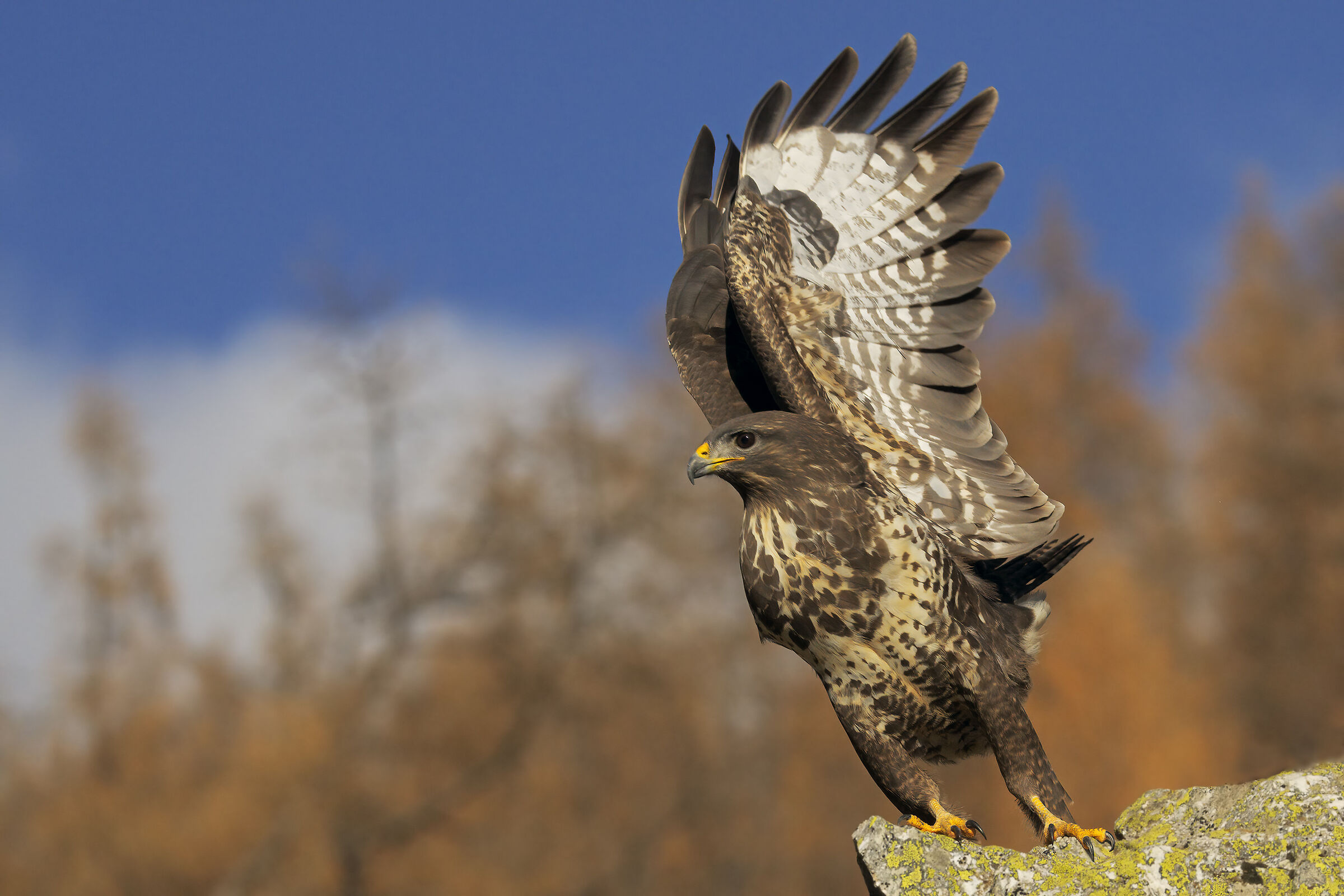 Buzzard
