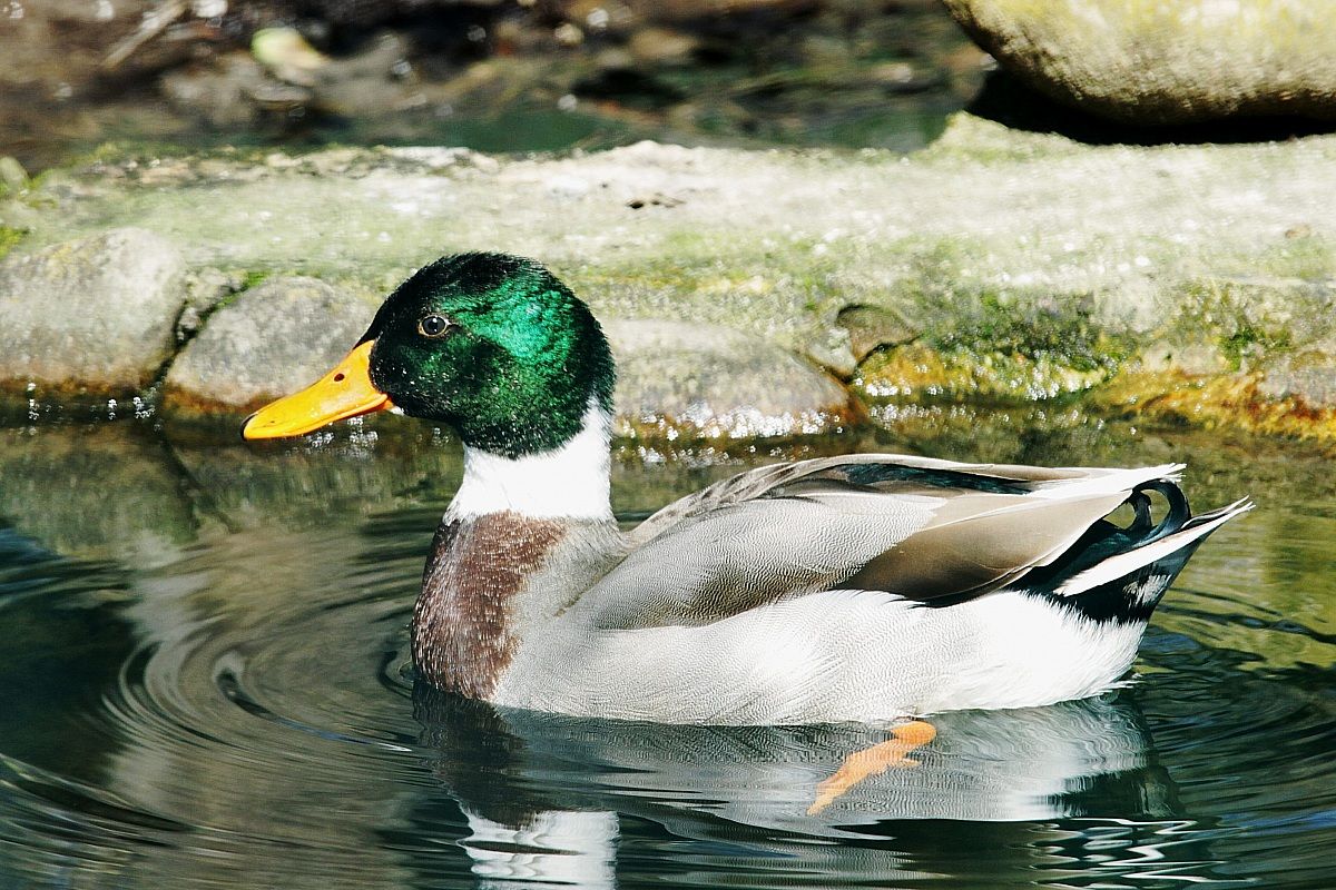 Mallard