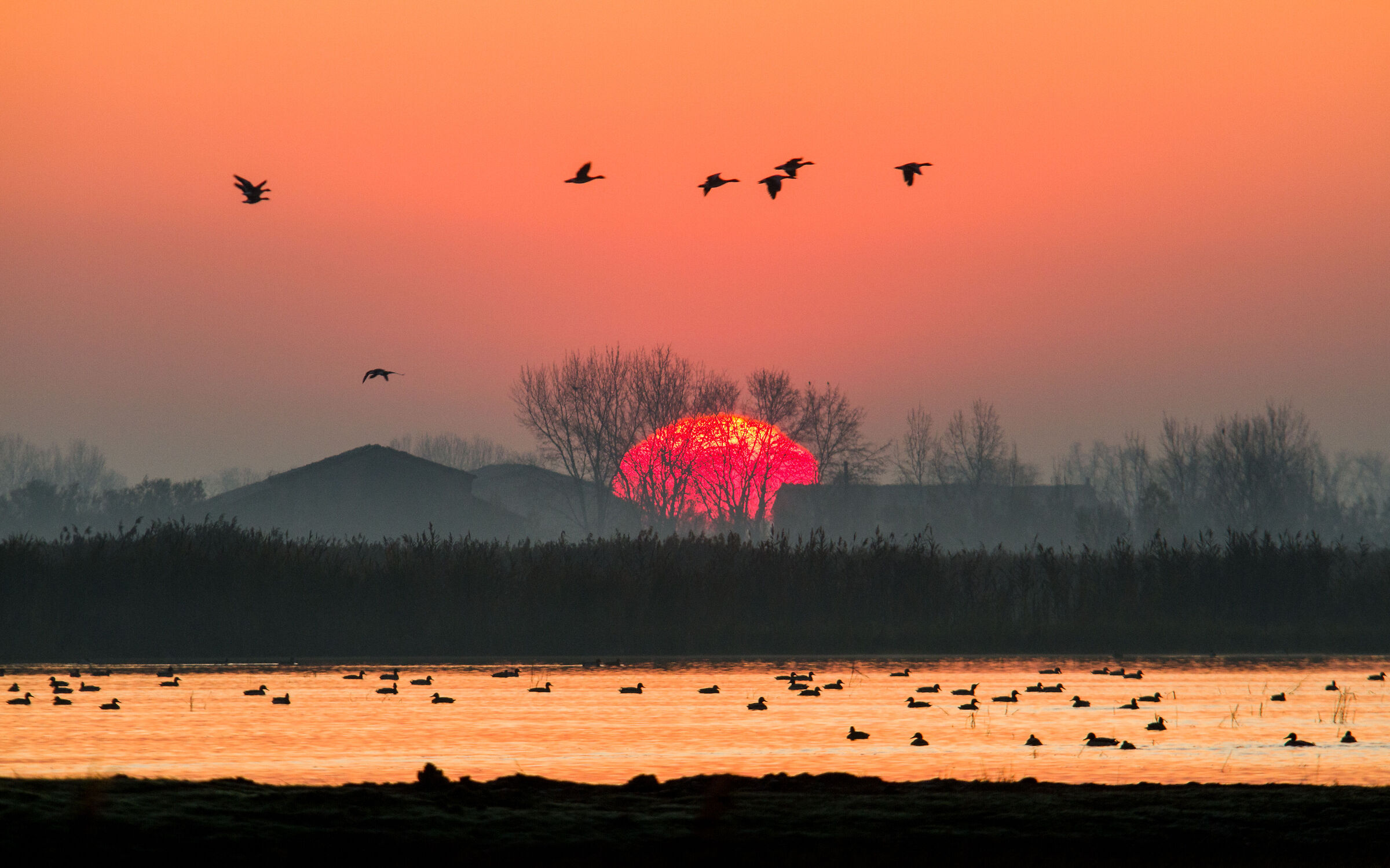 Winter sunrise (Bassa modenese)