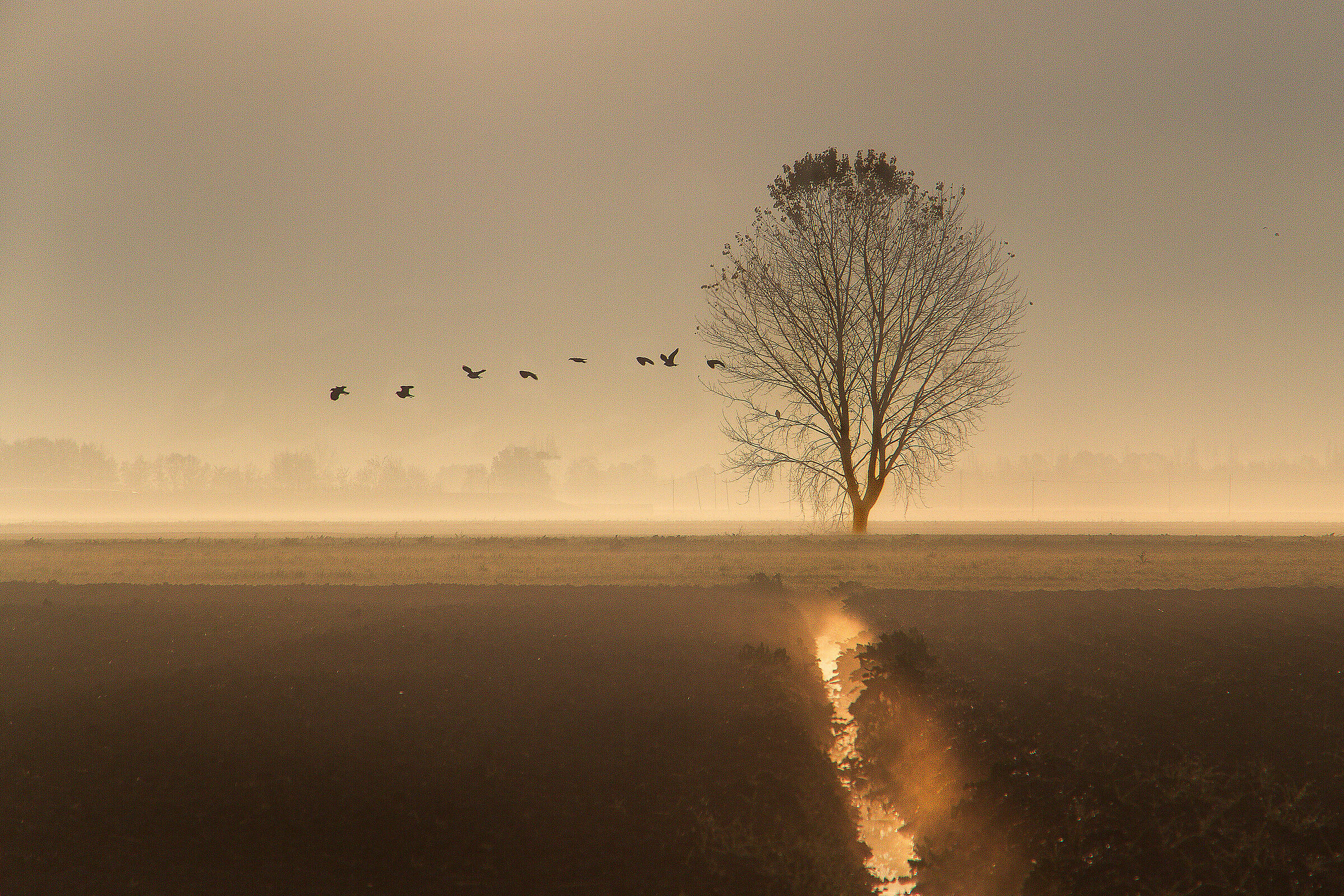 Sunrise on the fields (Bassa modenese)