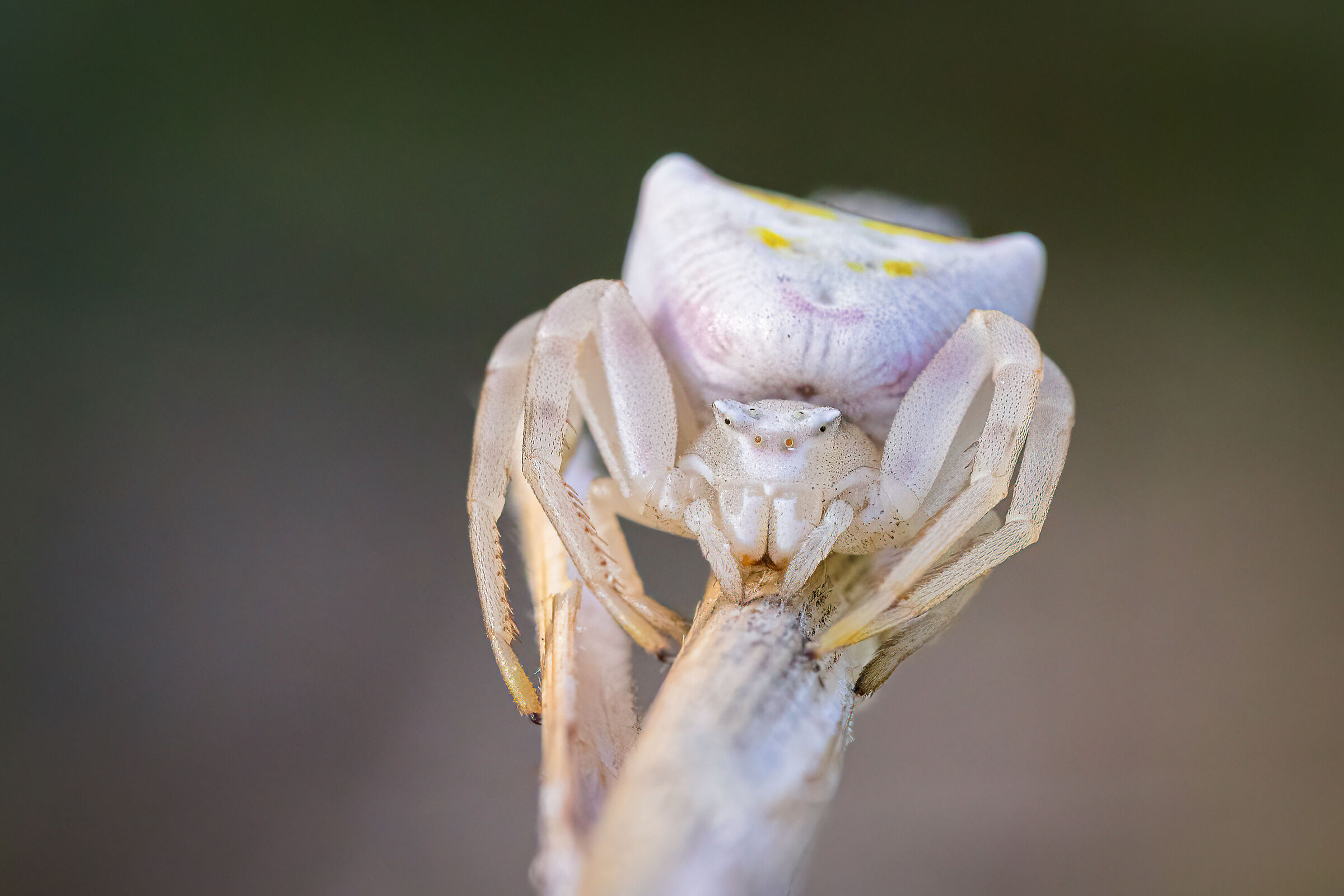 The Crab Spider