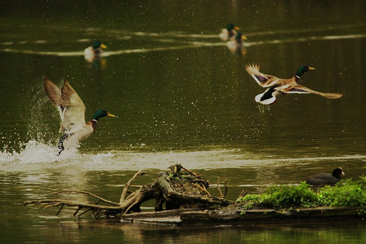 Mallards in flight