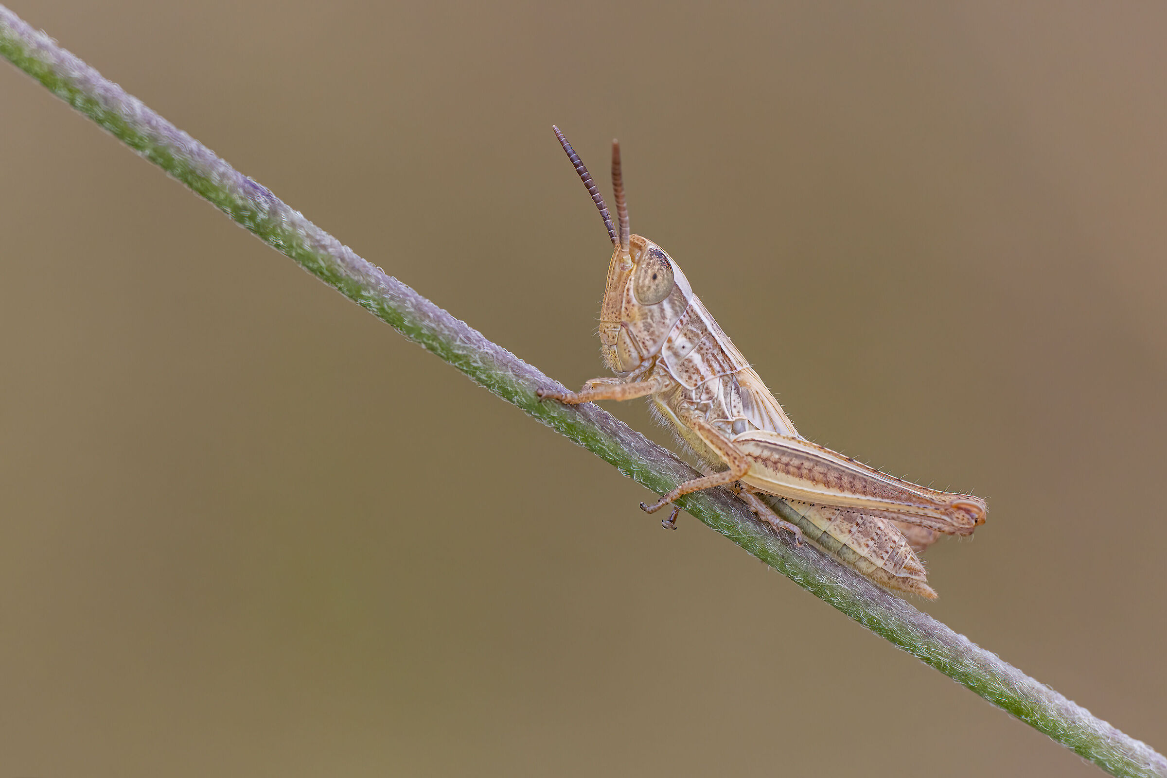 Acrididae