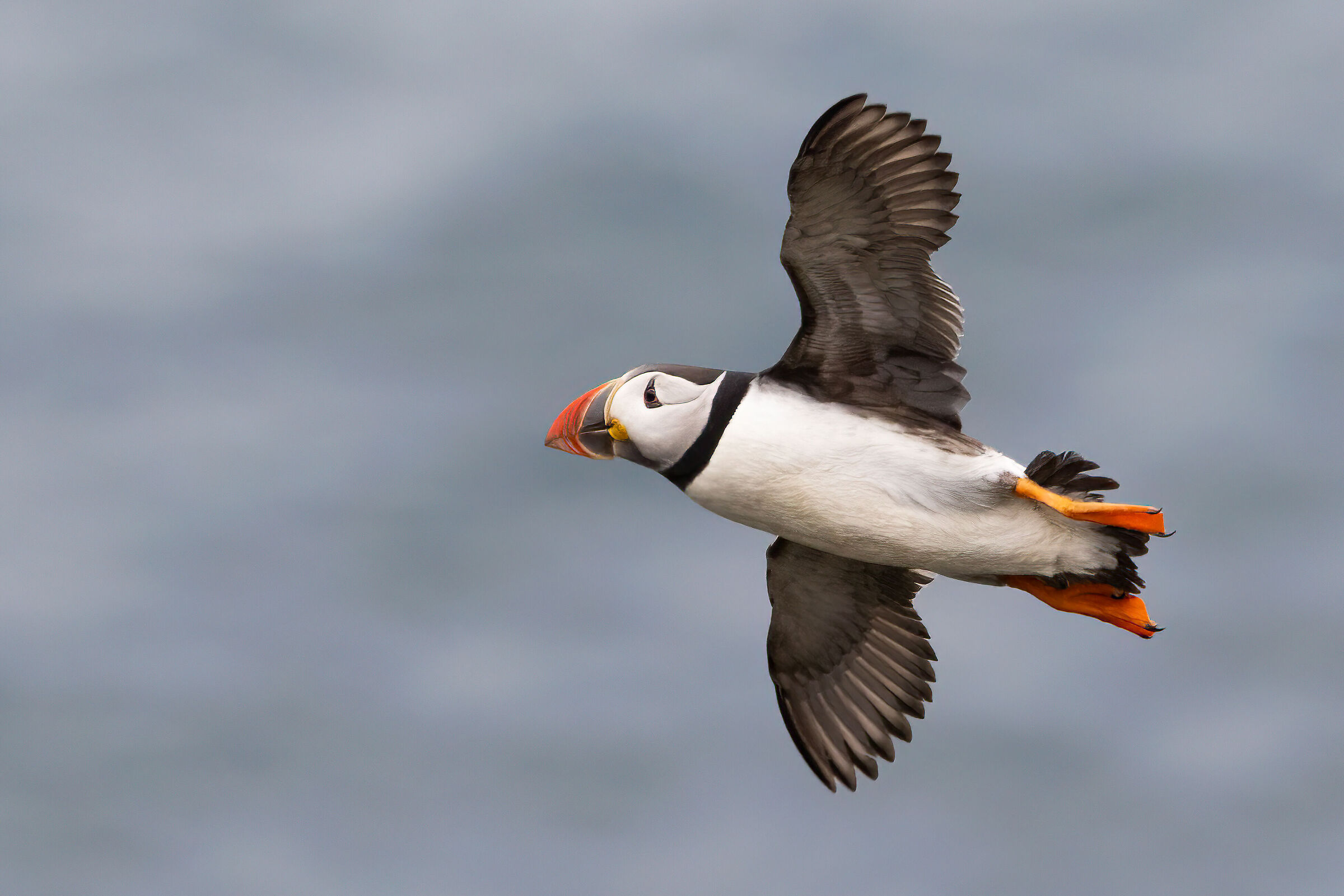 Puffin in flight