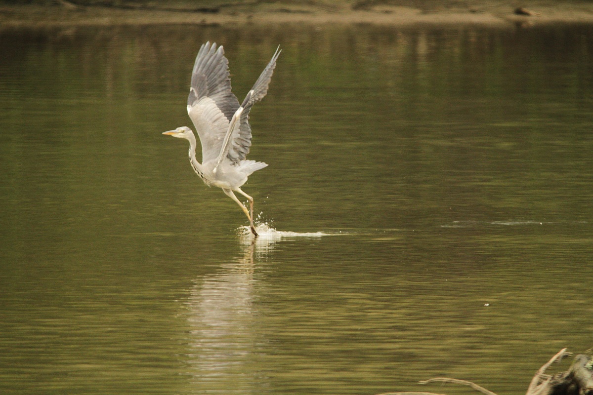 Grey Heron