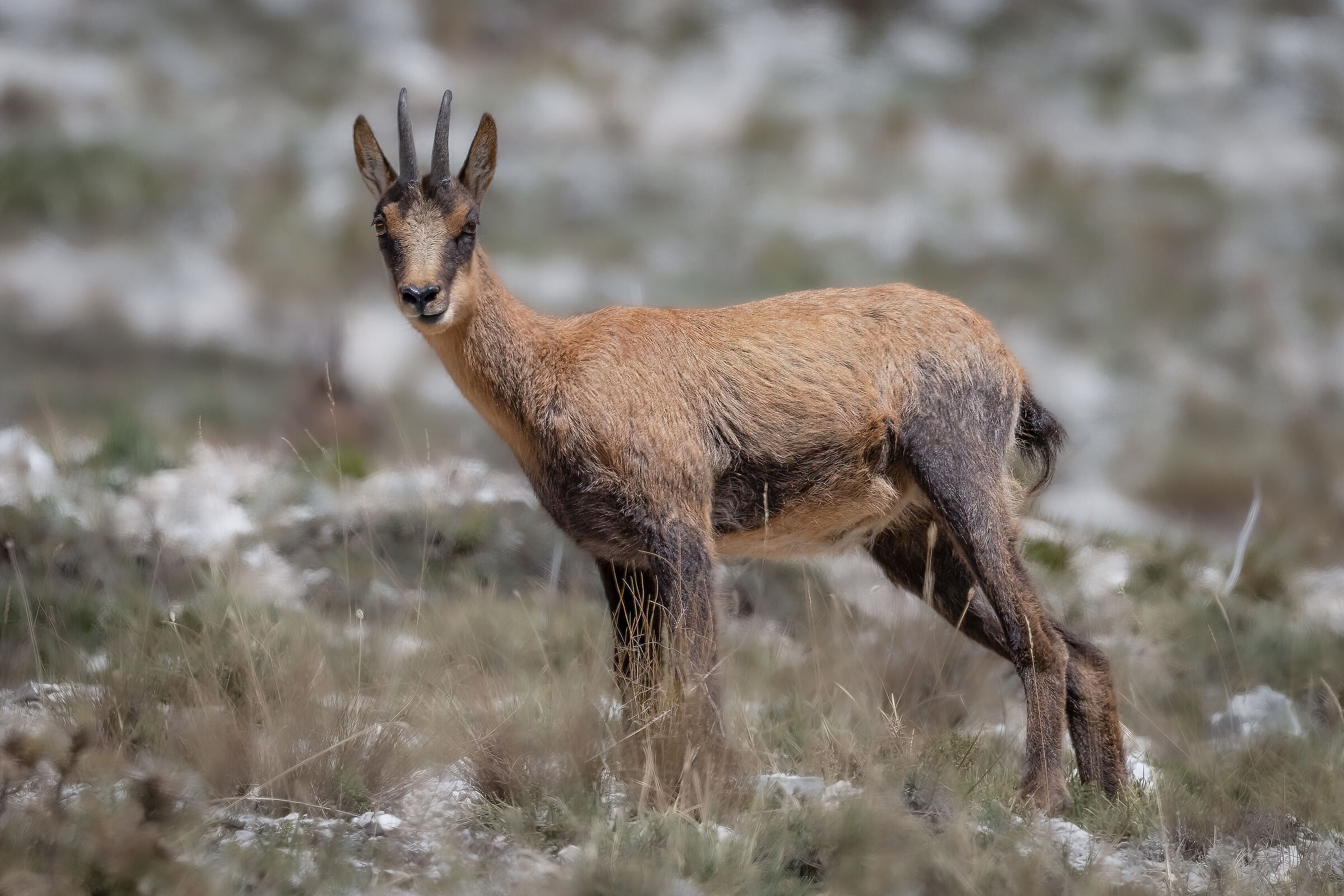the small Chamois of the Sibillini