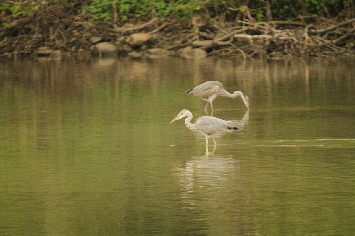 Herons