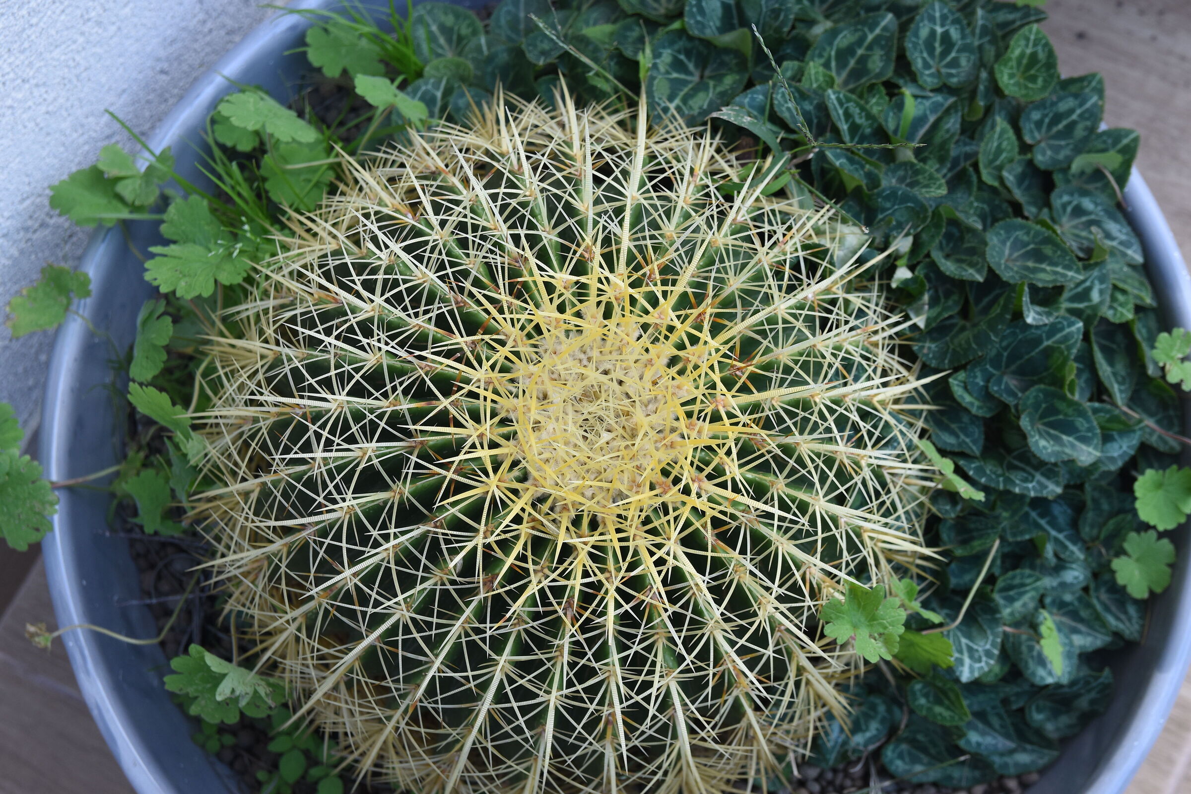 echinocactus- prova con sigma dx 17-50