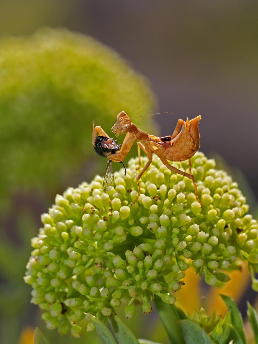 Ameles spallanzania (Mantidae)
