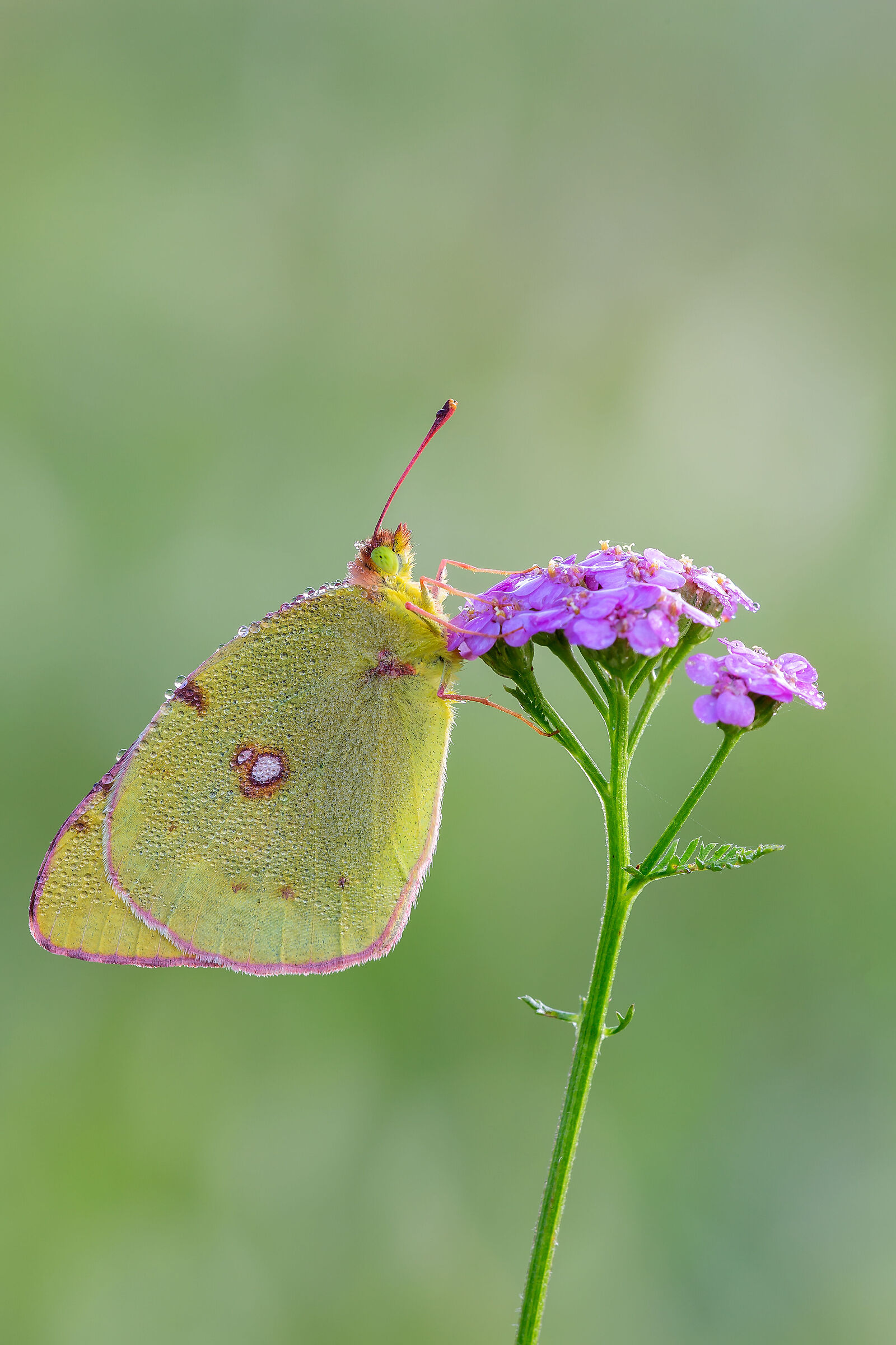 Colias crocea