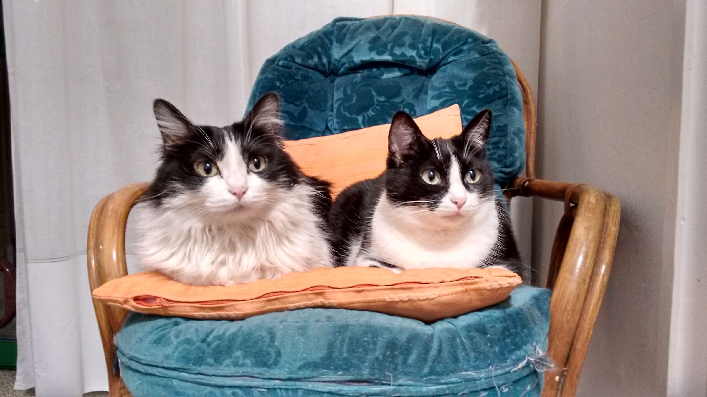 Connie (RIP) and Gipsy