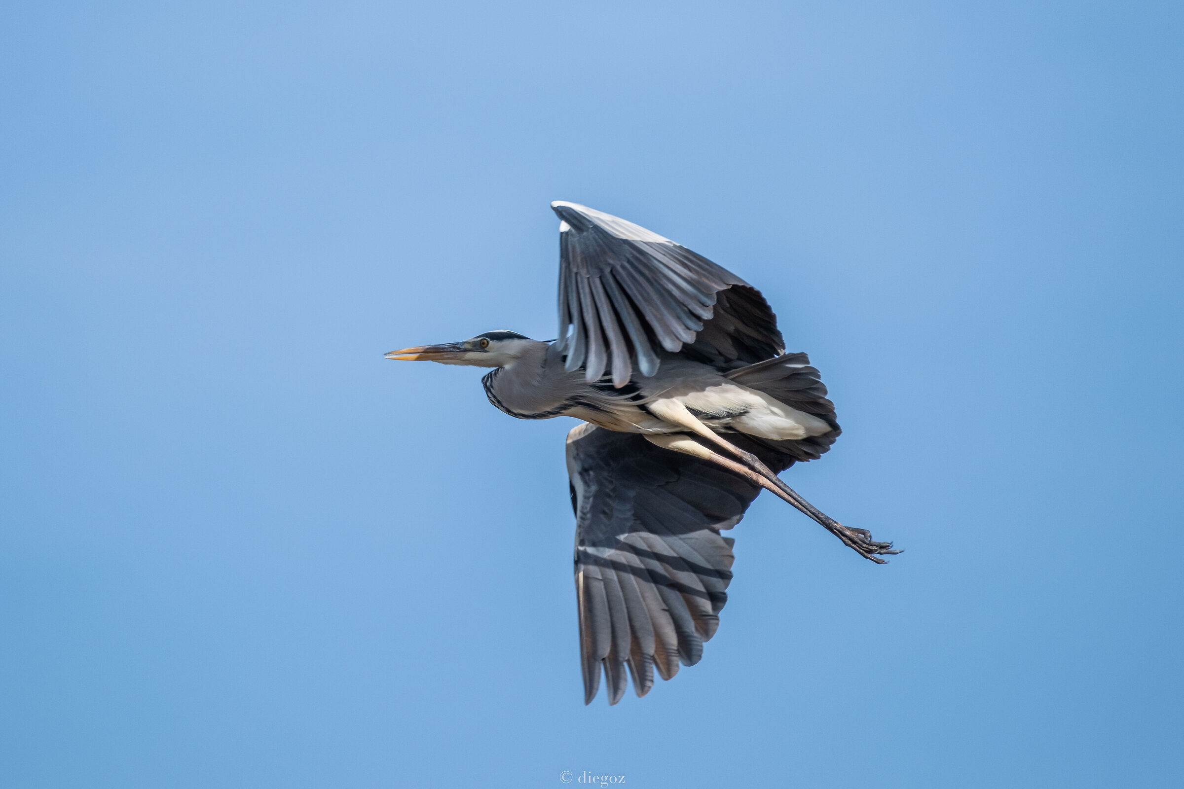 Ardea Cinerea