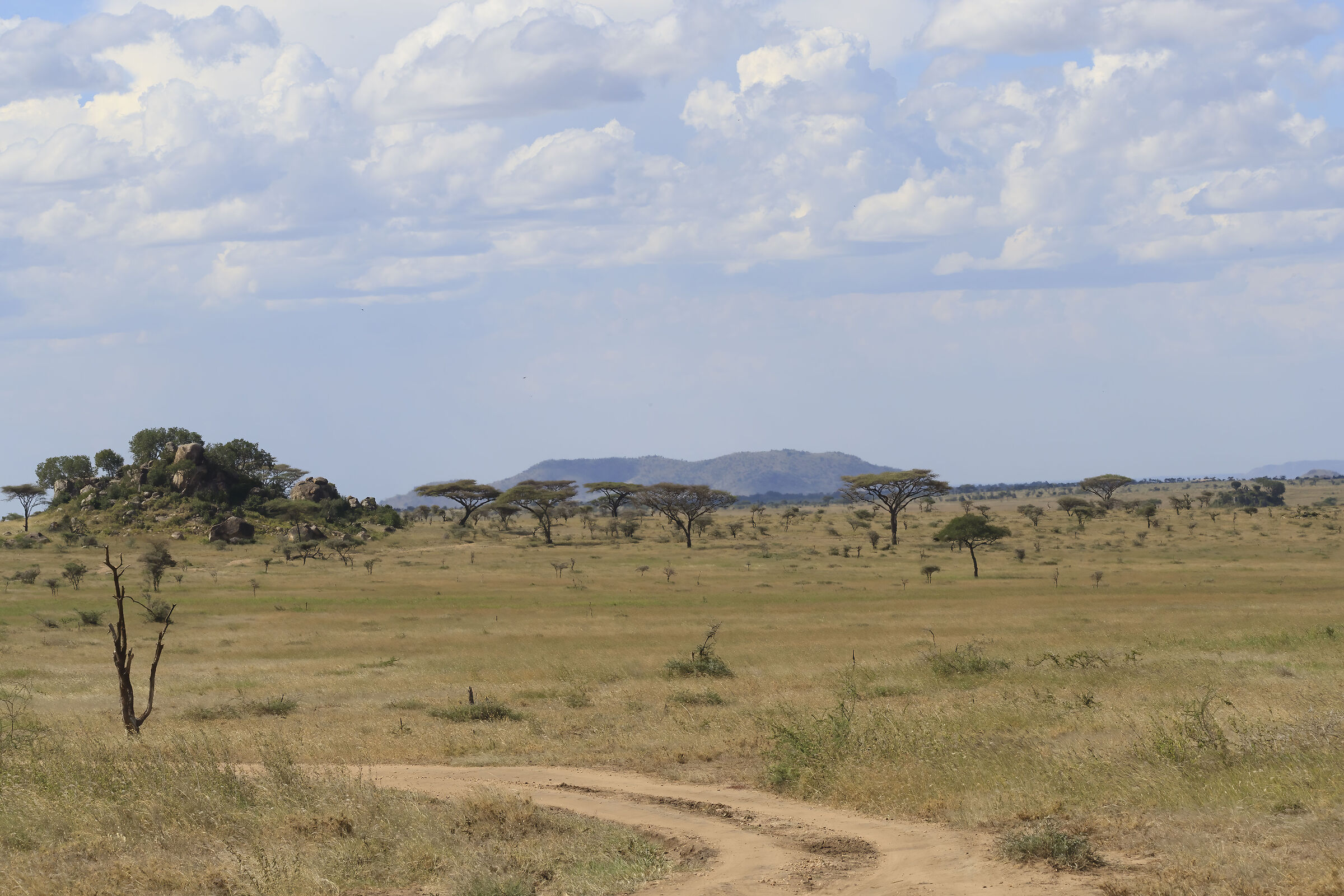 Serengeti